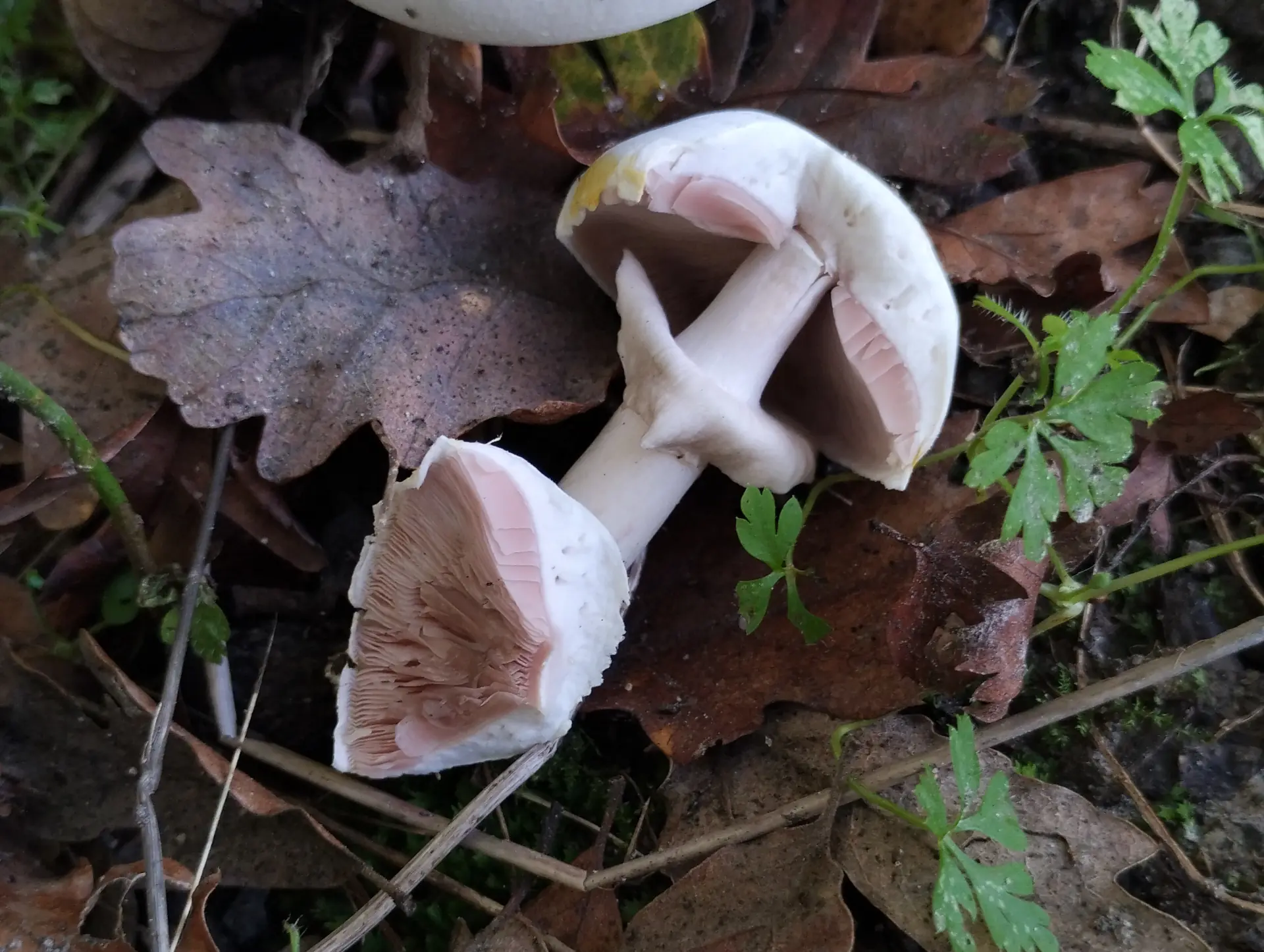 img/agaricus-campestris-3.webp