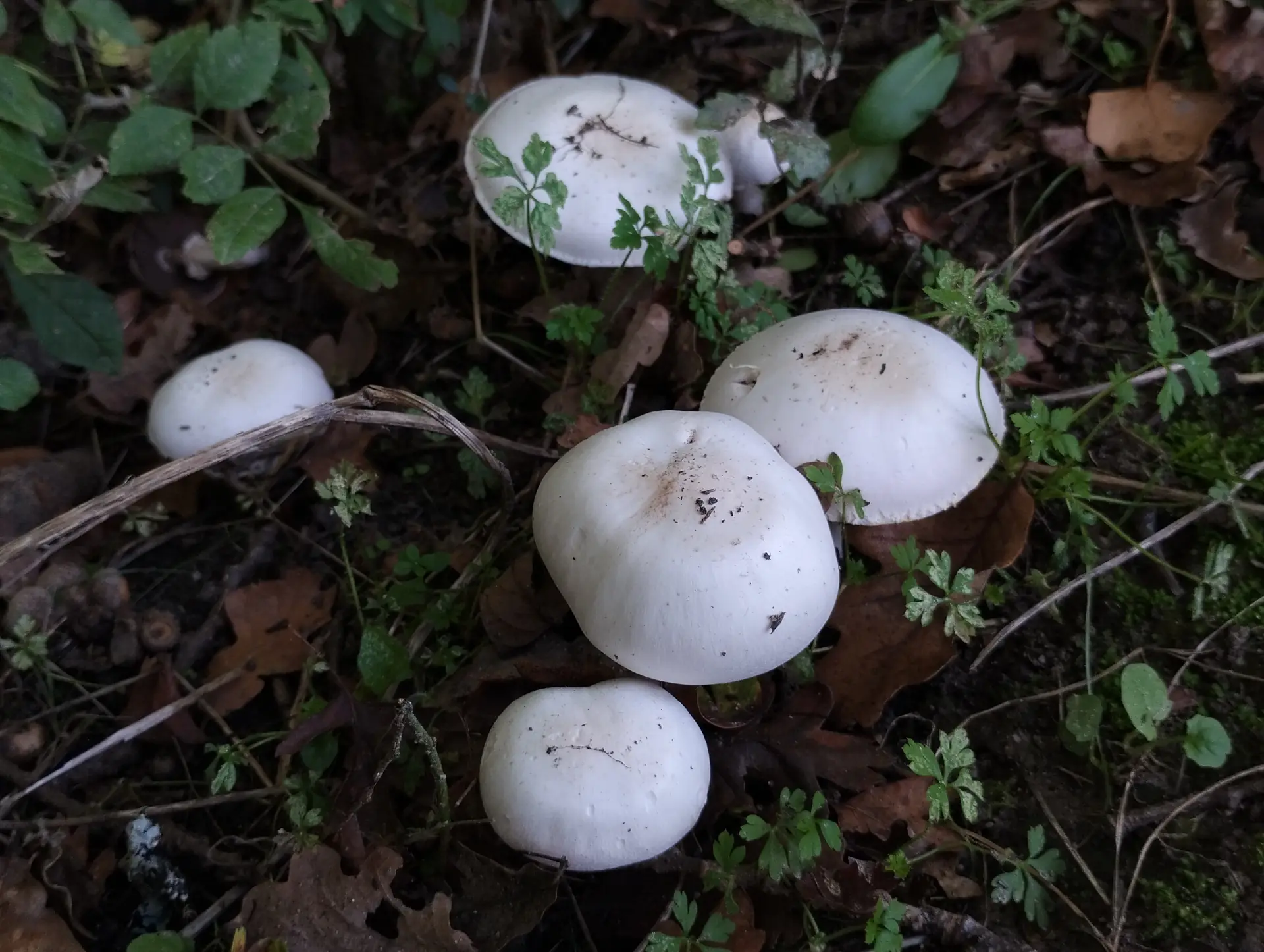 img/agaricus-campestris.webp