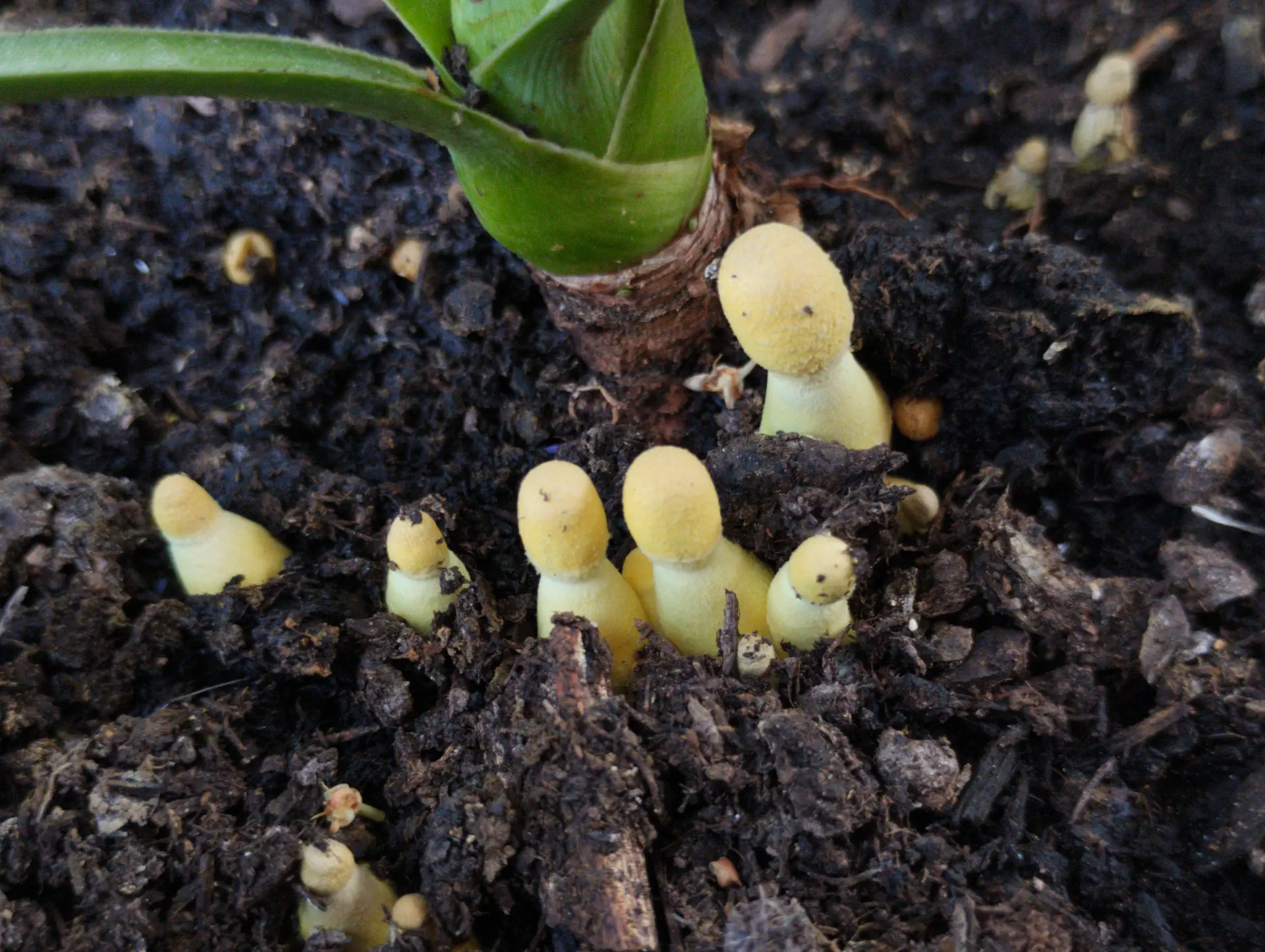 img/leucocoprinus-birnbaumii.webp
