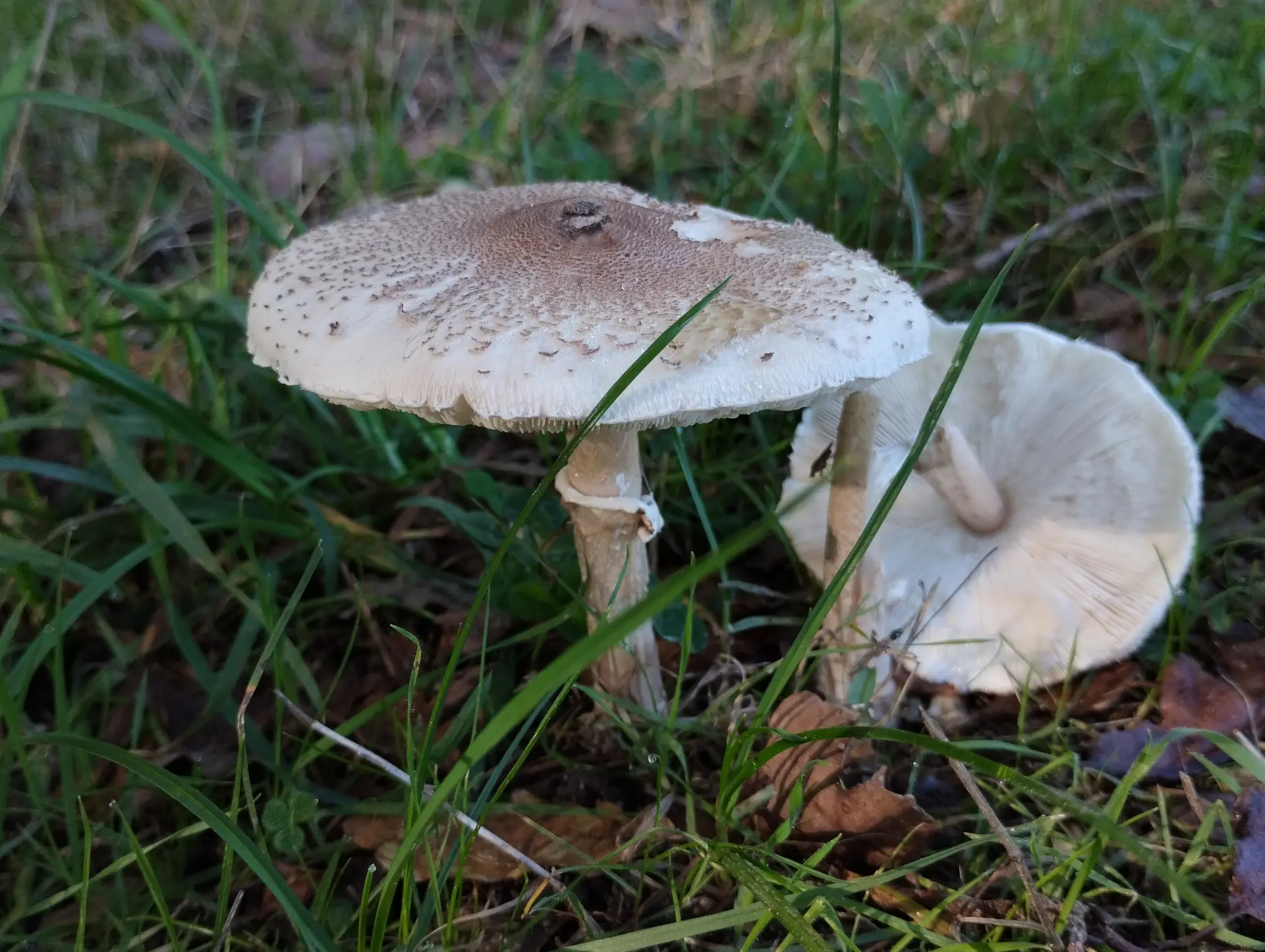 img/macrolepiota-procera-2.webp