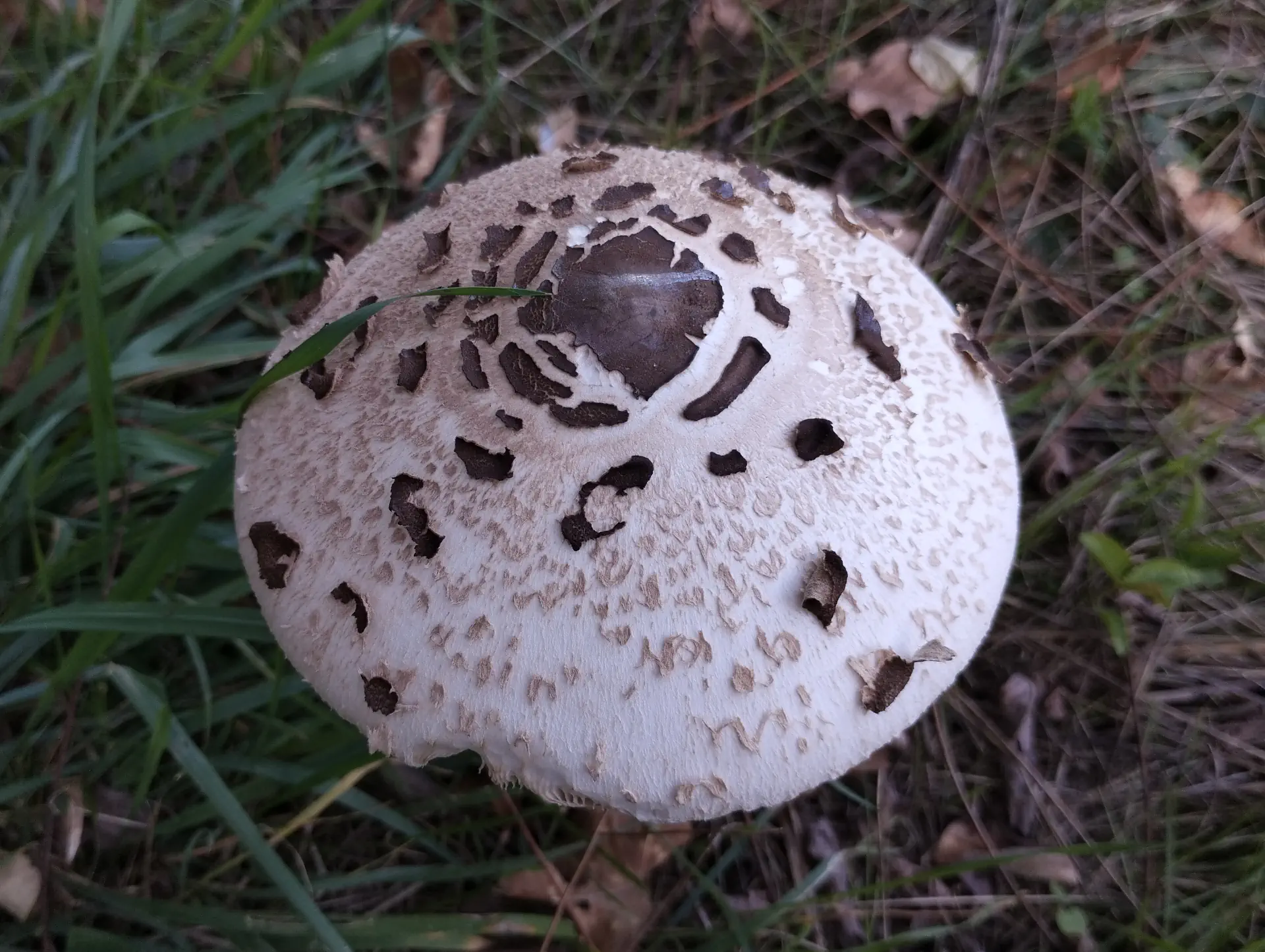 img/macrolepiota-procera-3.webp