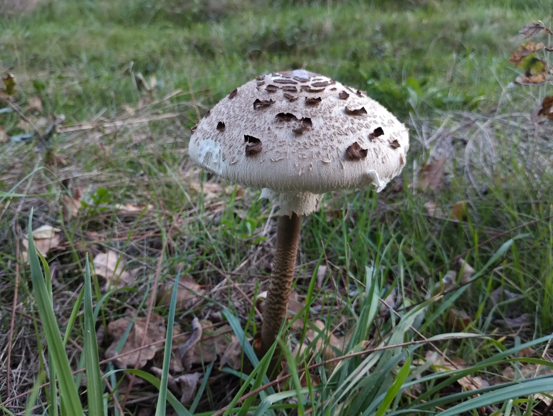 img/macrolepiota-procera-4.webp