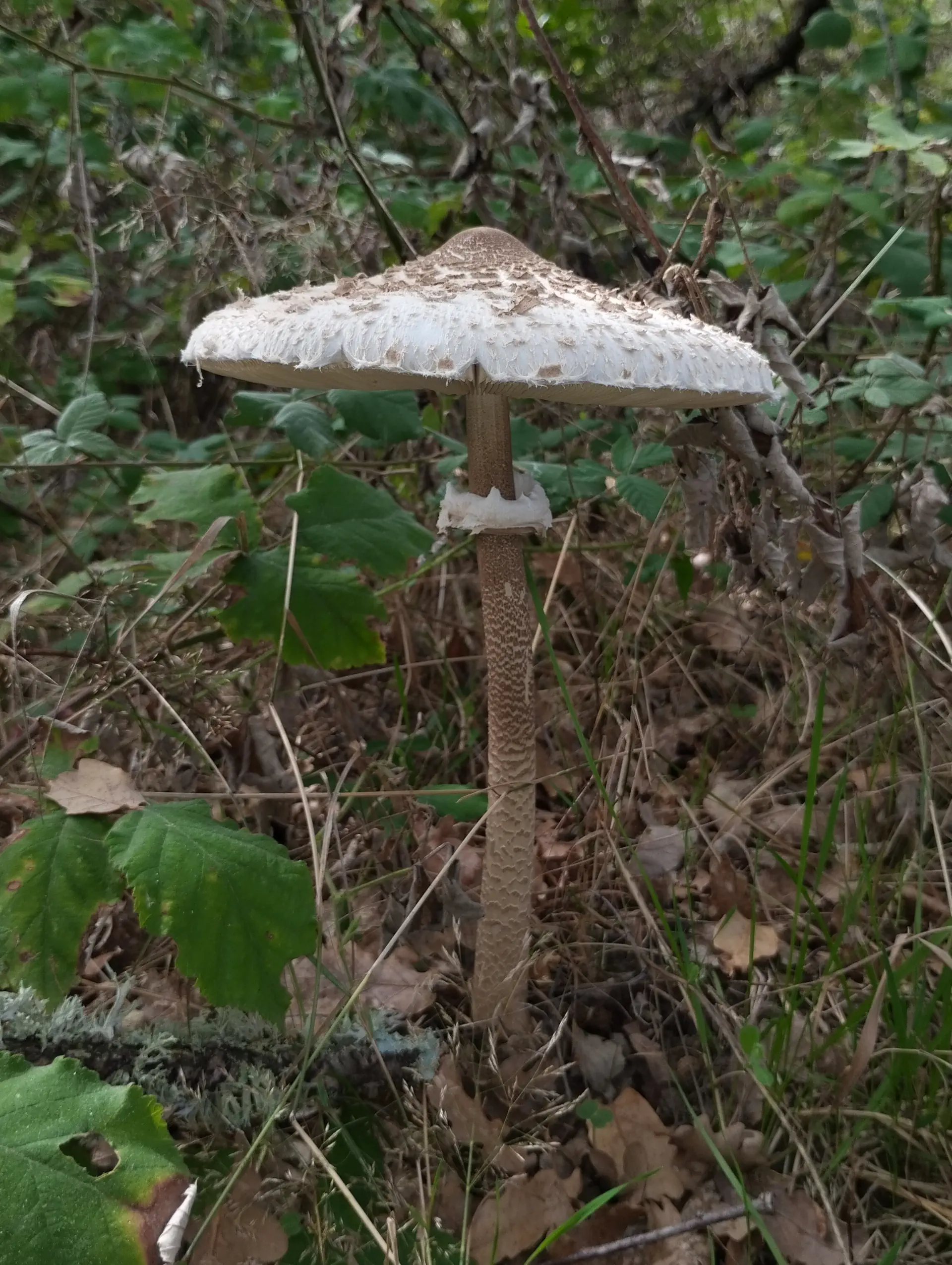 img/macrolepiota-procera-5.webp