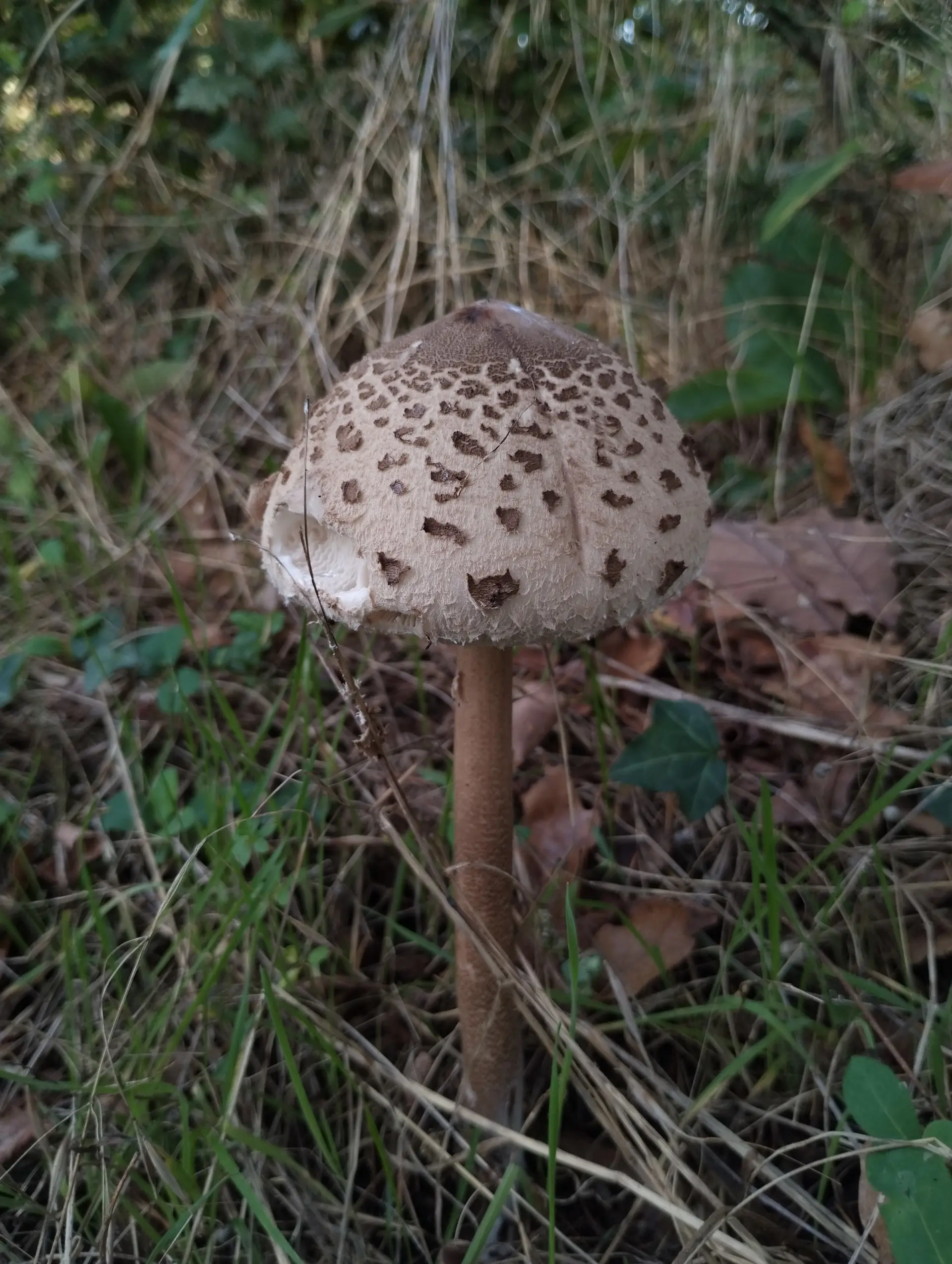 img/macrolepiota-procera.webp