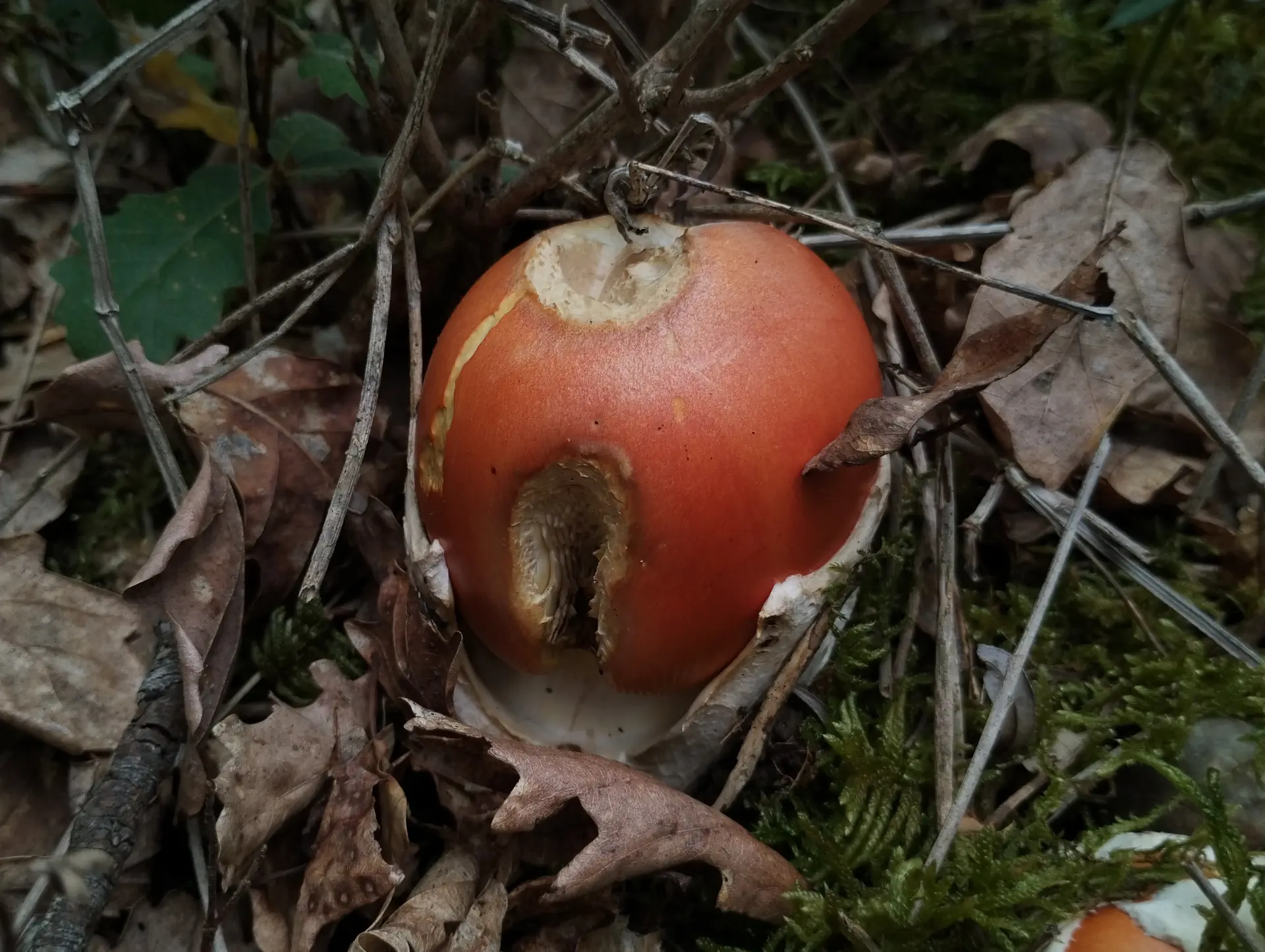 img/amanita-caesarea.webp