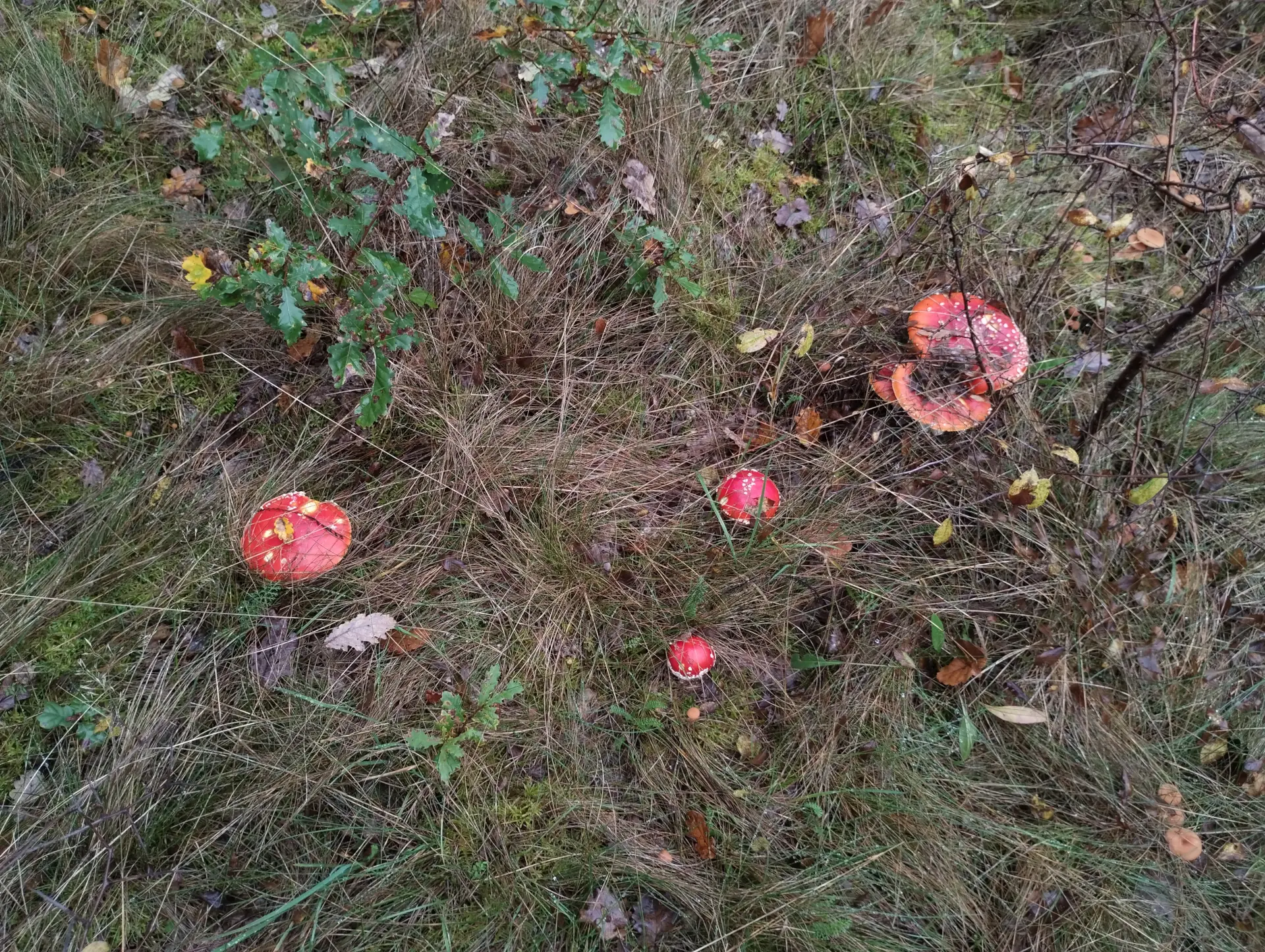 img/amanita-muscaria-2.webp