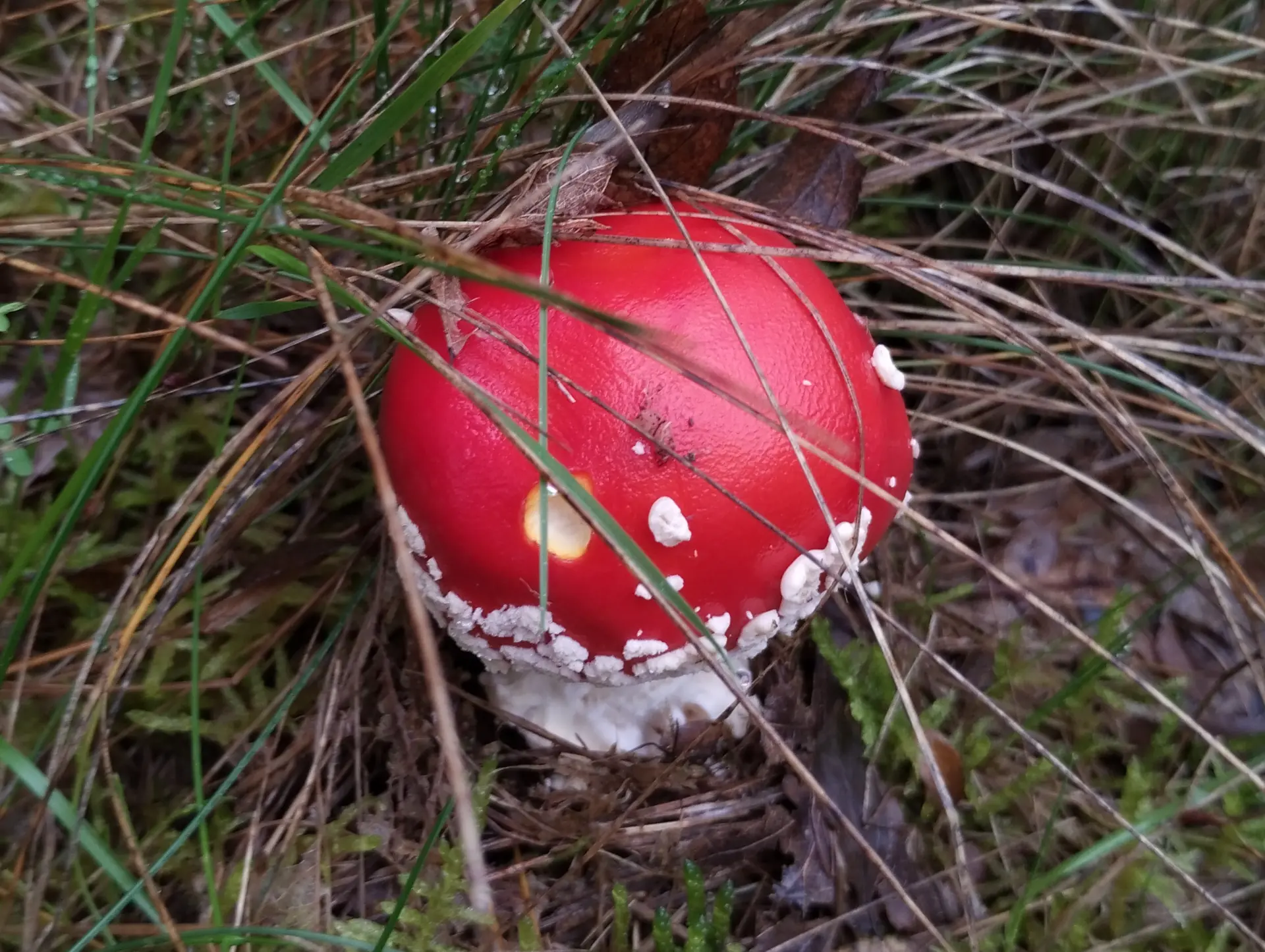 img/amanita-muscaria.webp