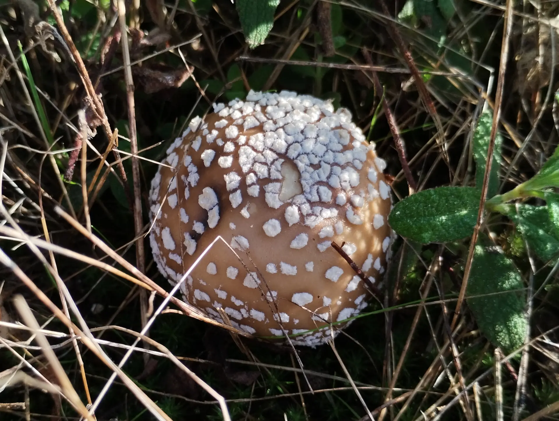 img/amanita-pantherina.webp