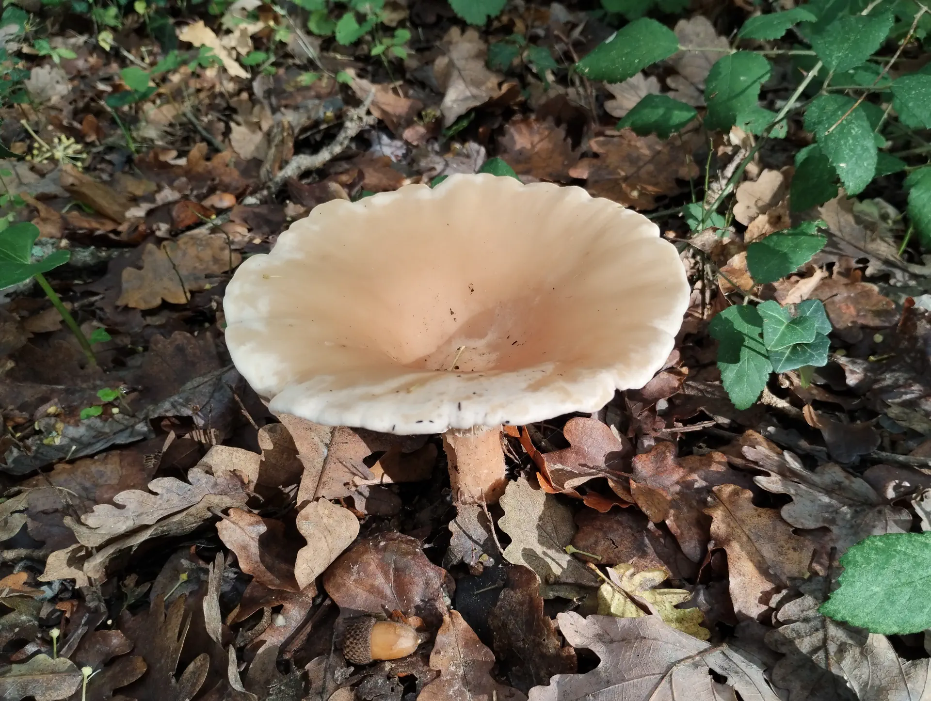 img/clitocybe-rivulosa-2.webp