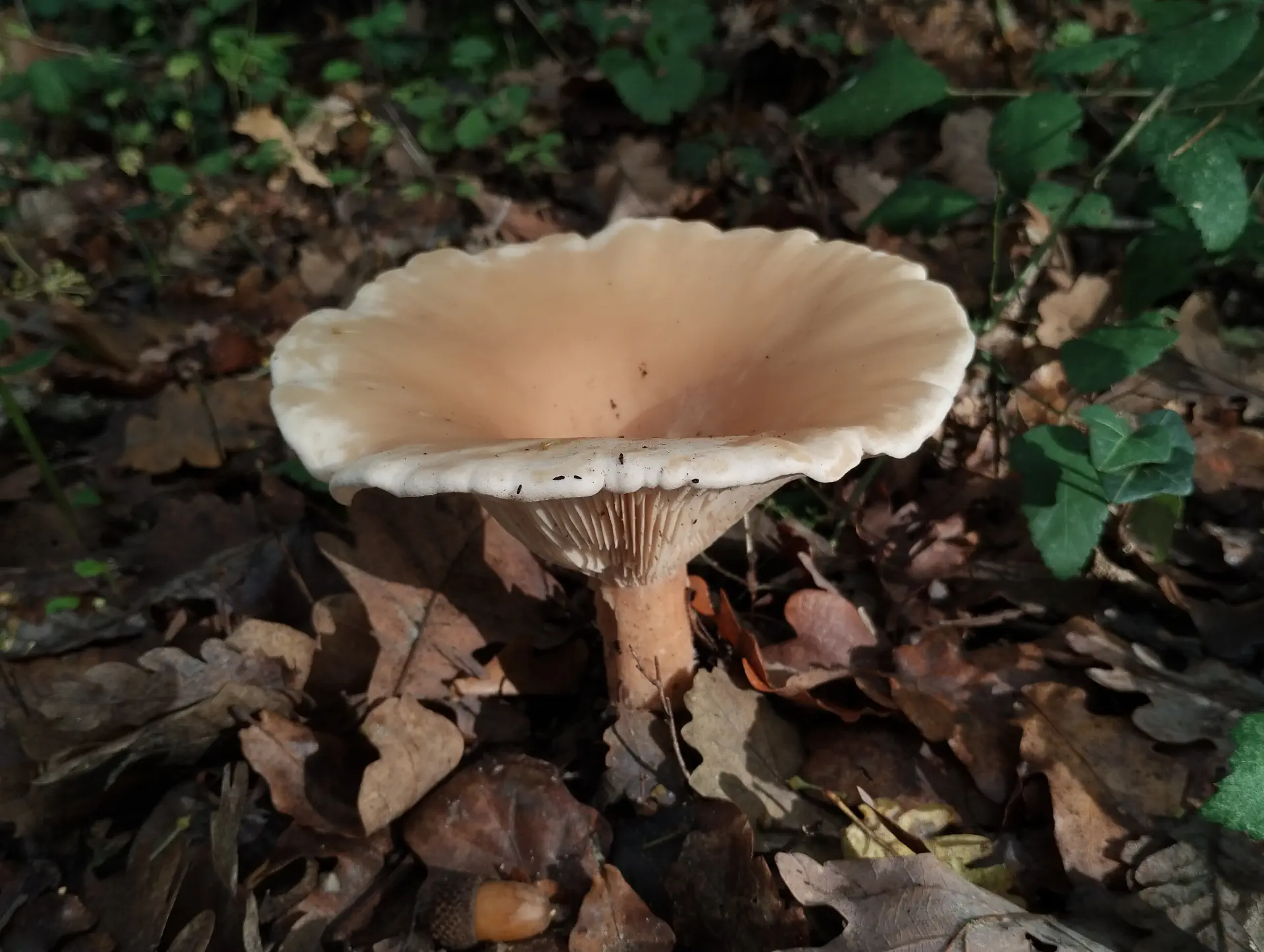 img/clitocybe-rivulosa.webp