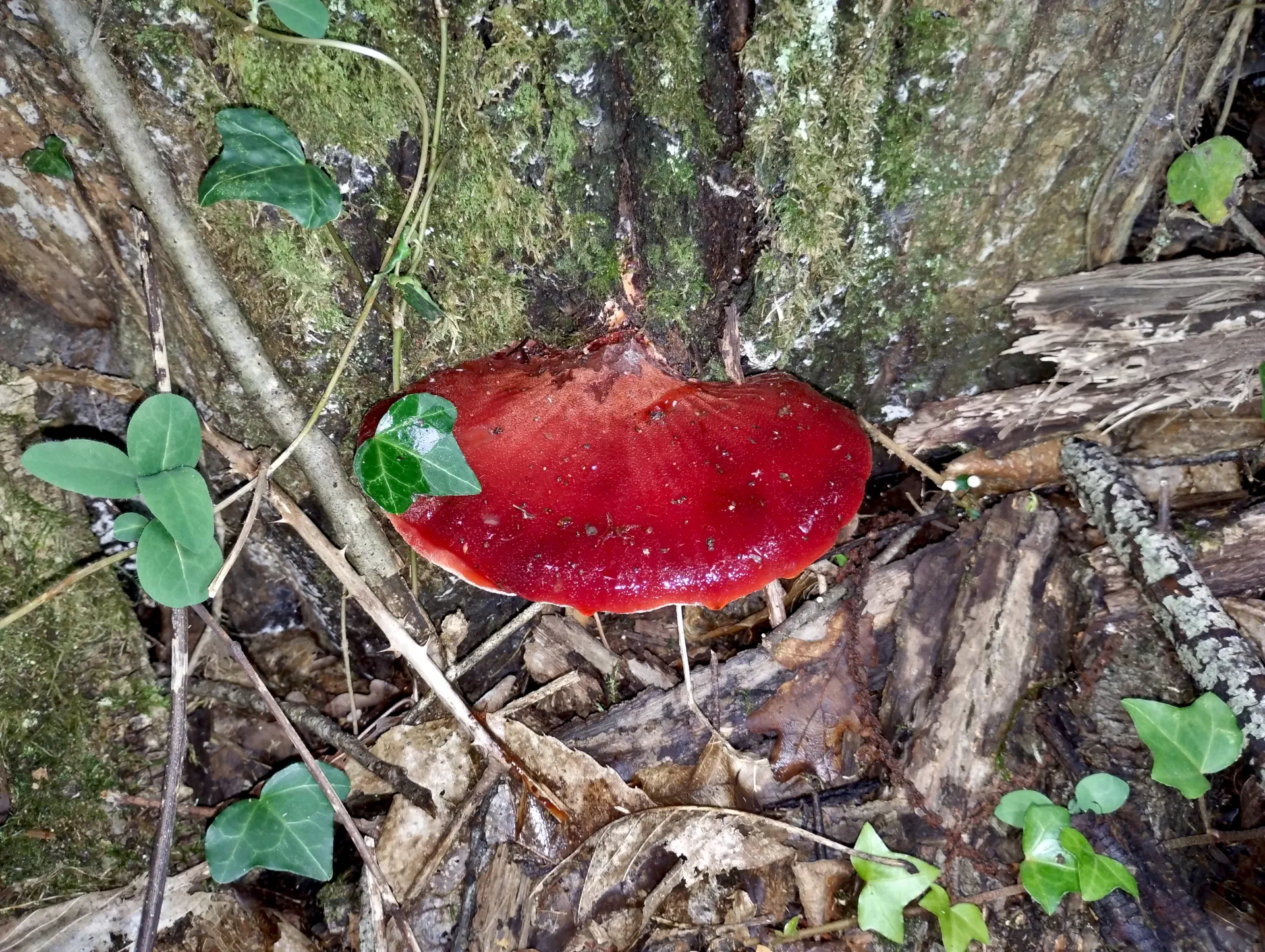 img/fistulina-hepatica-2.webp