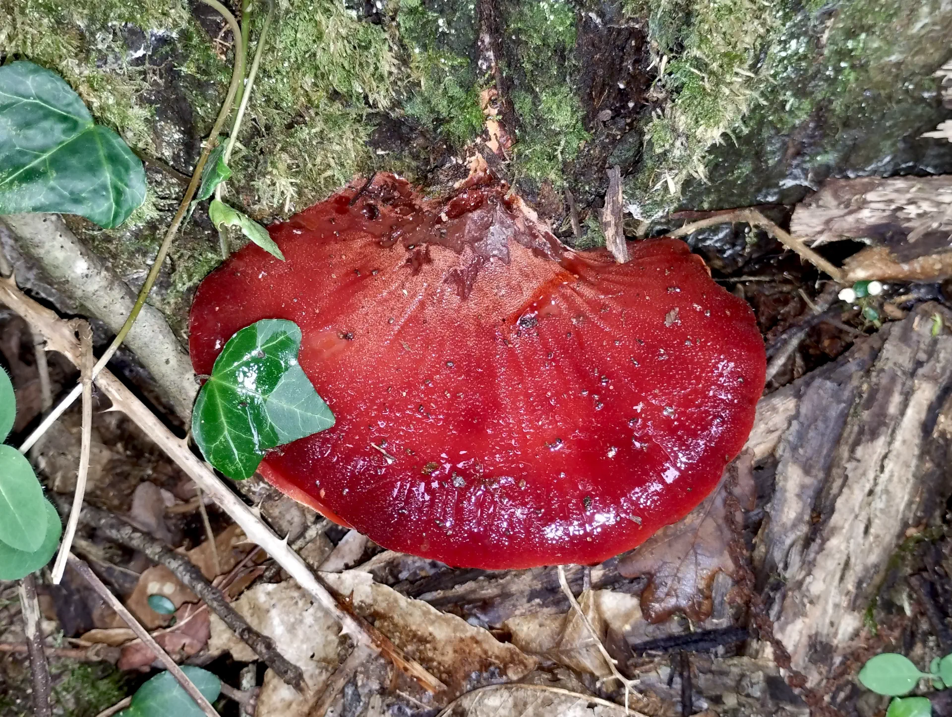img/fistulina-hepatica.webp