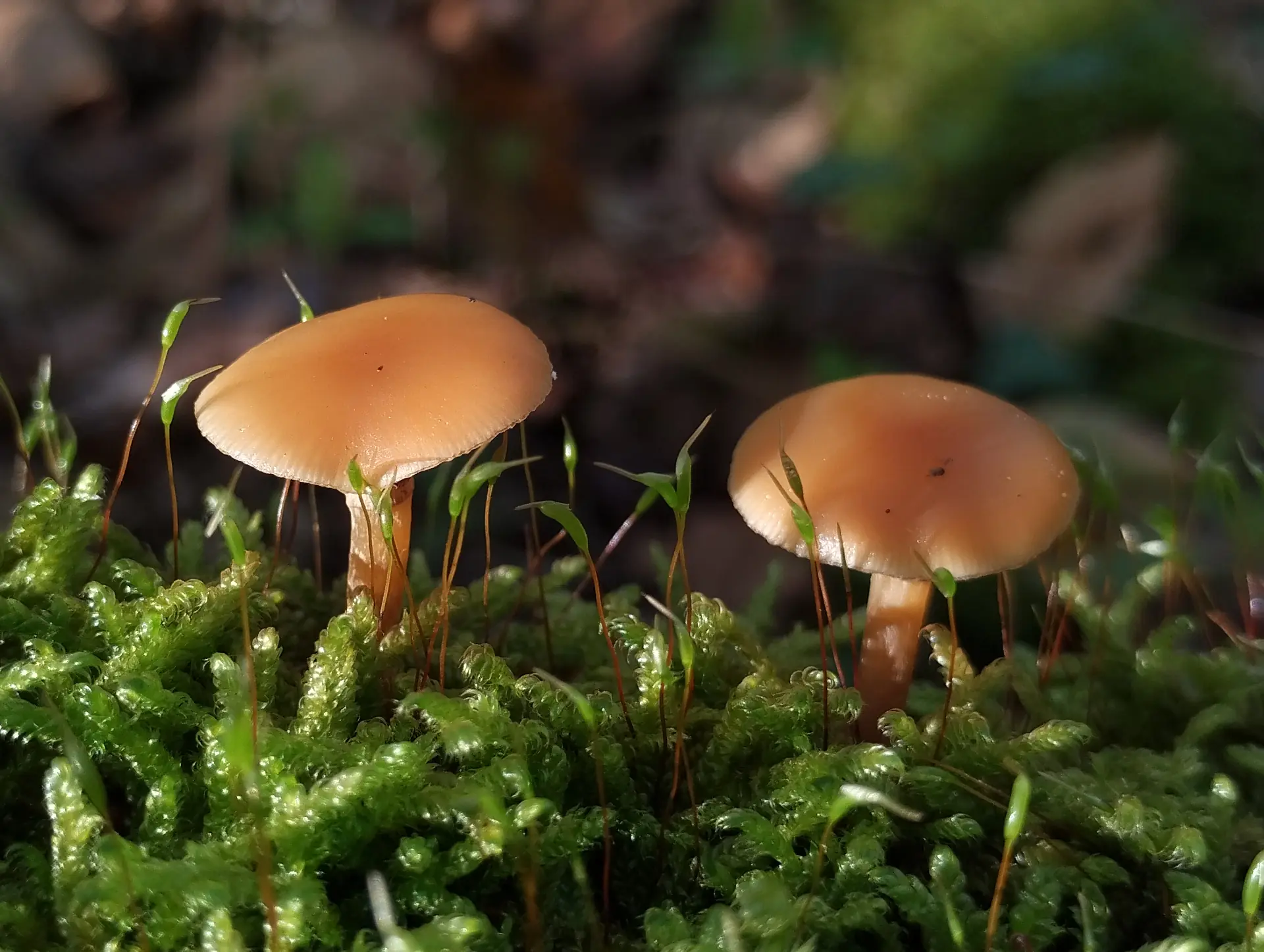img/galerina-marginata.webp