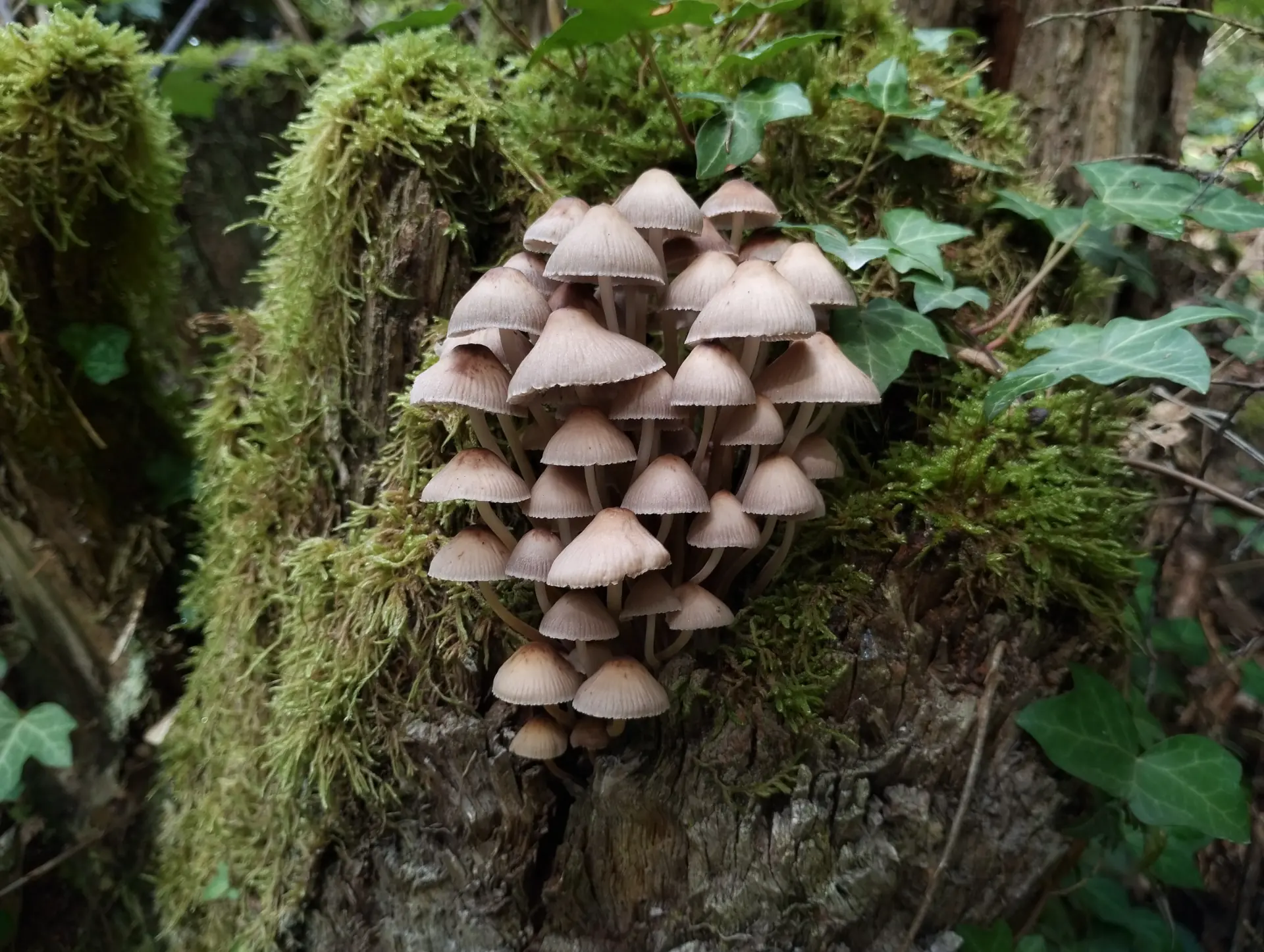 img/mycena-inclinata.webp