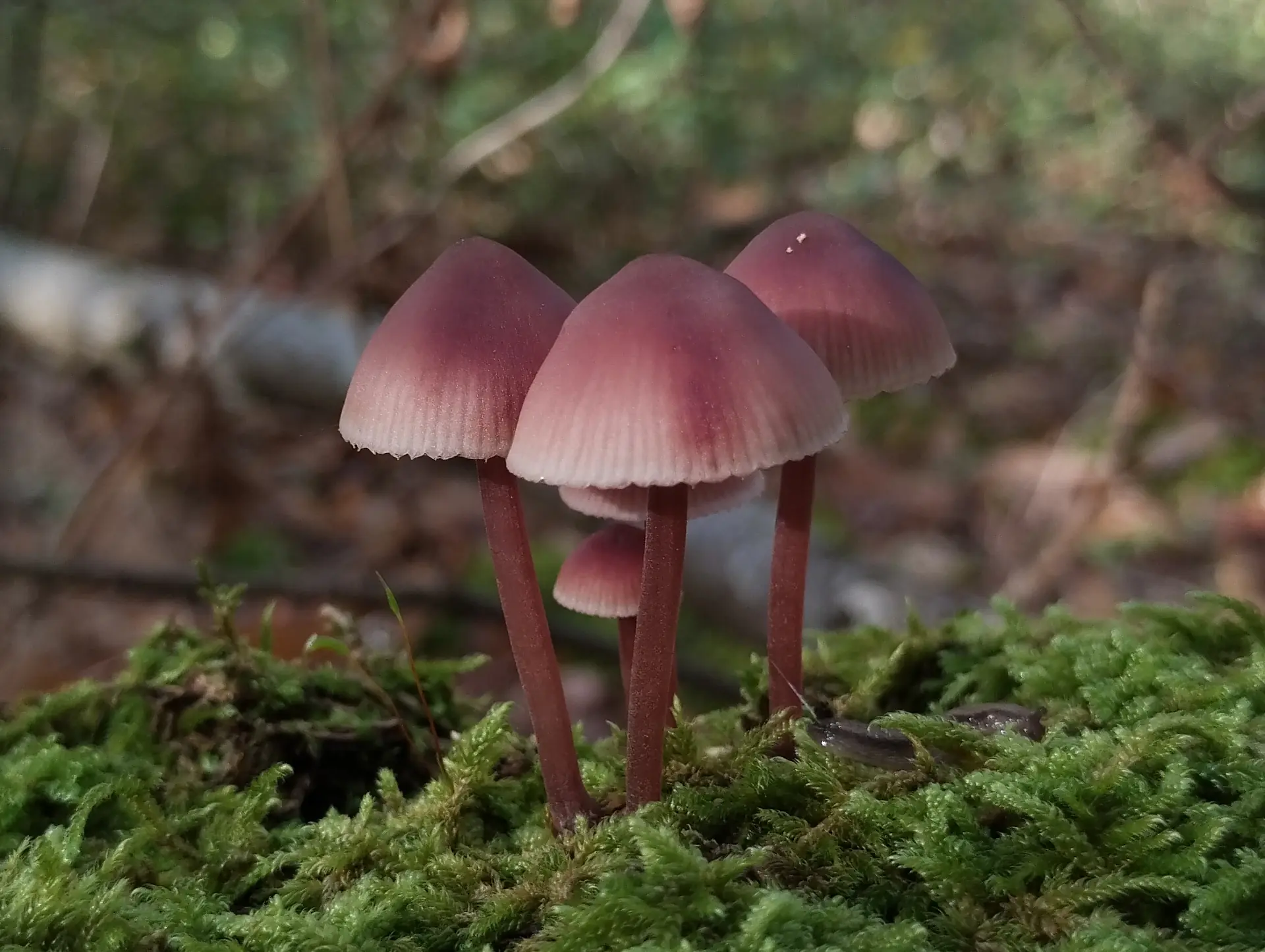 img/mycena-sanguinolenta.webp