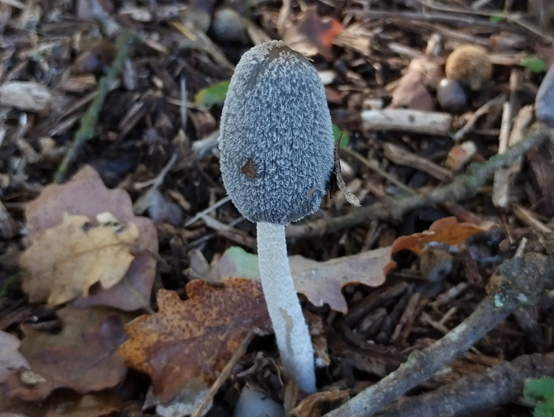 img/coprinopsis-lagopus.webp