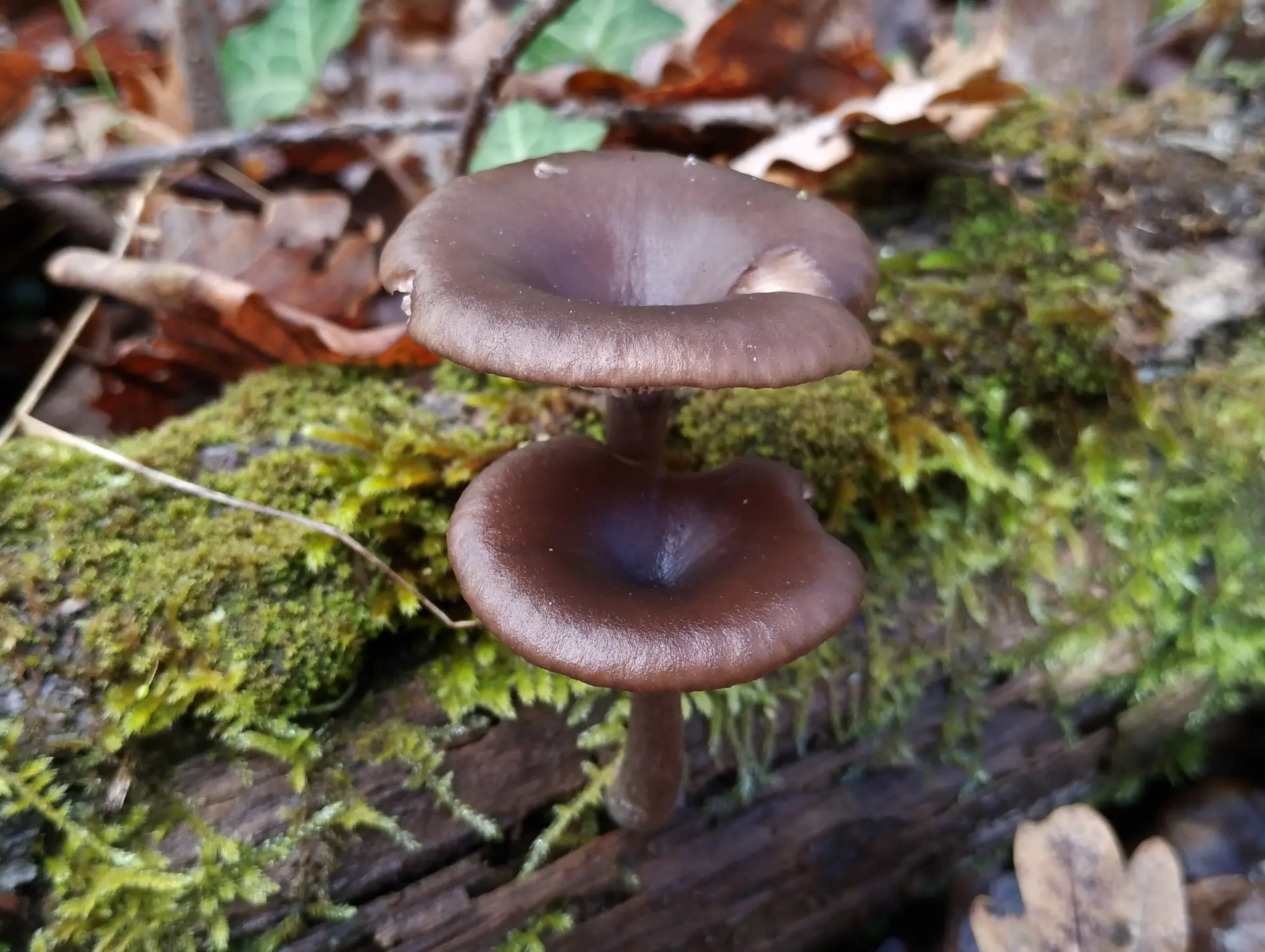img/pseudoclitocybe-cyathiformis.webp