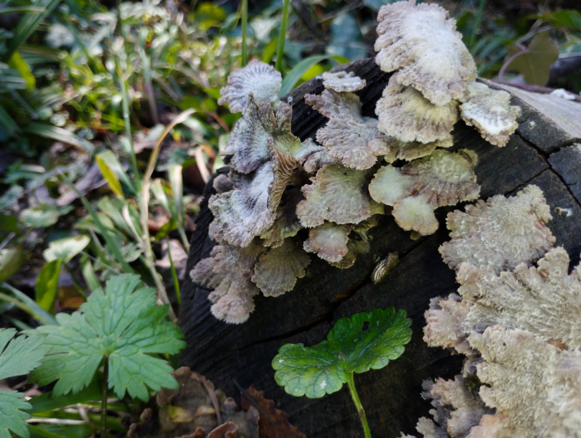img/schizophyllum-commune-2.webp
