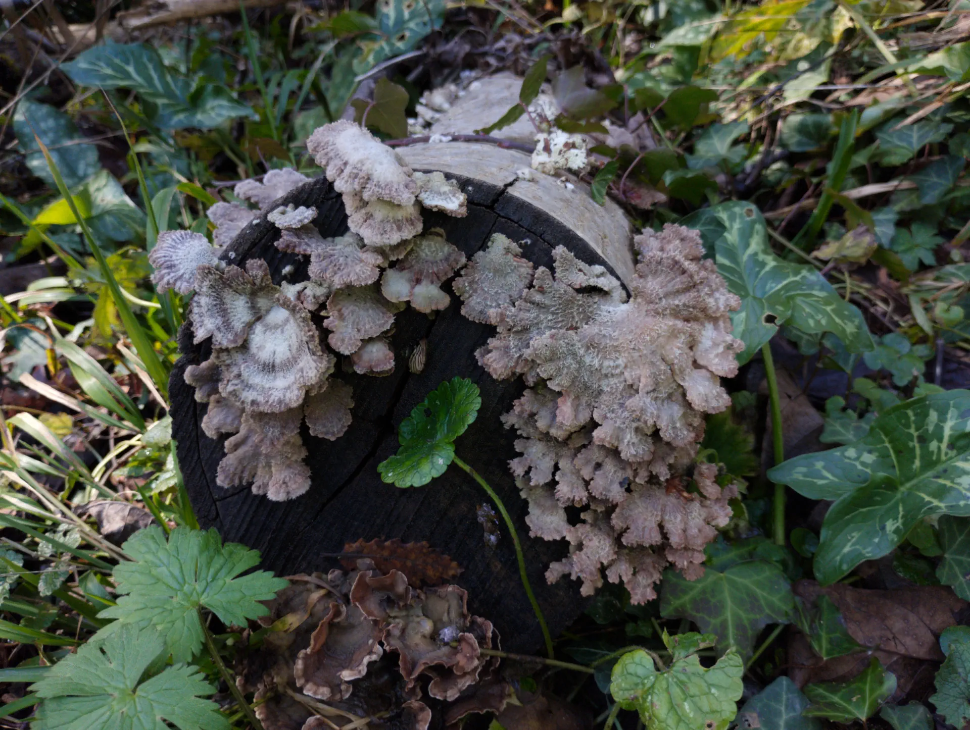 img/schizophyllum-commune-3.webp