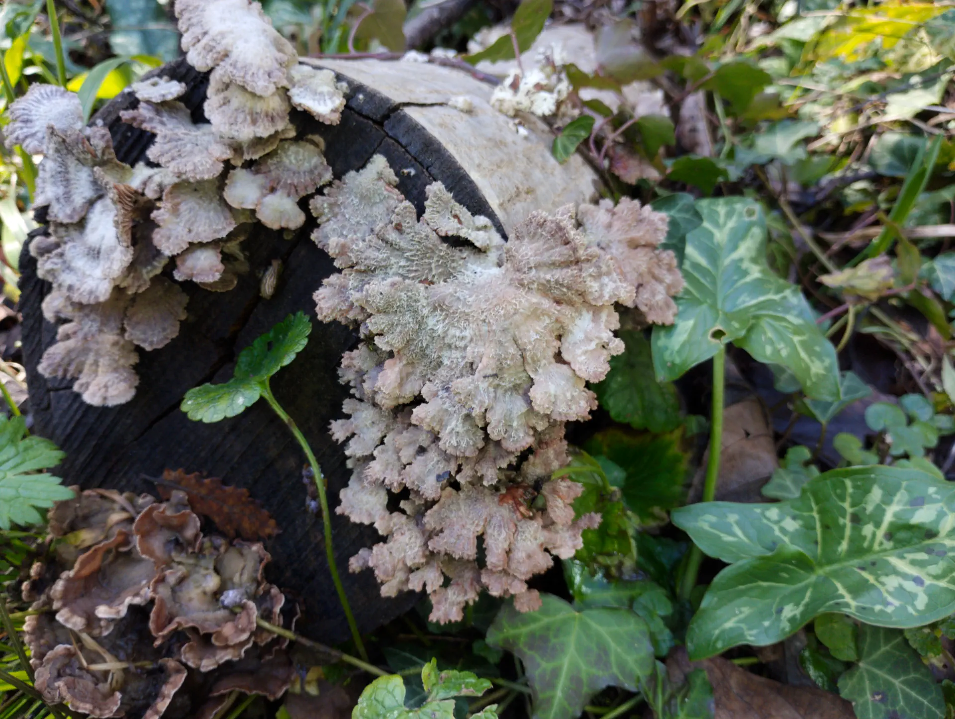 img/schizophyllum-commune.webp