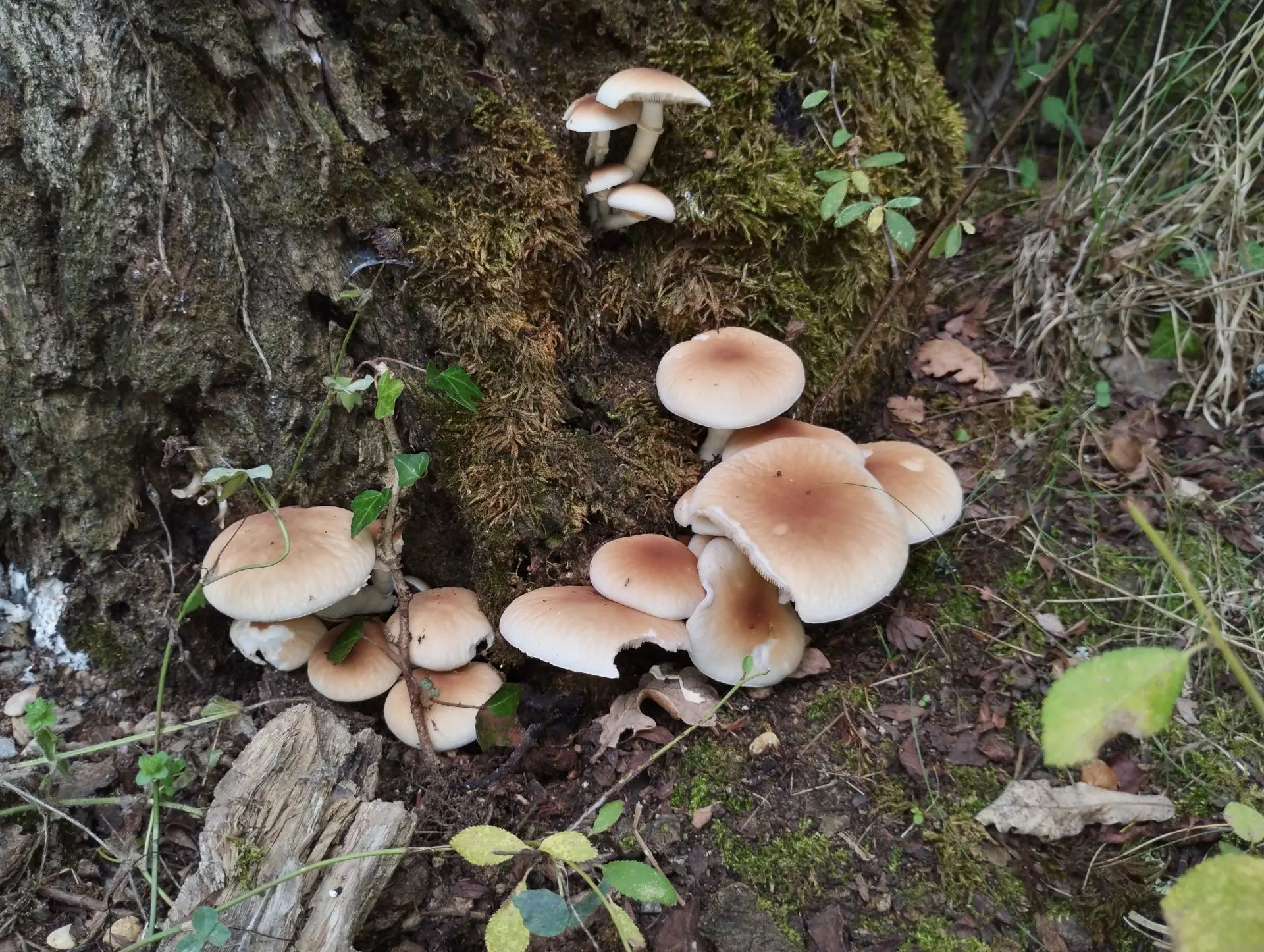 img/cyclocybe-cylindracea-2.webp