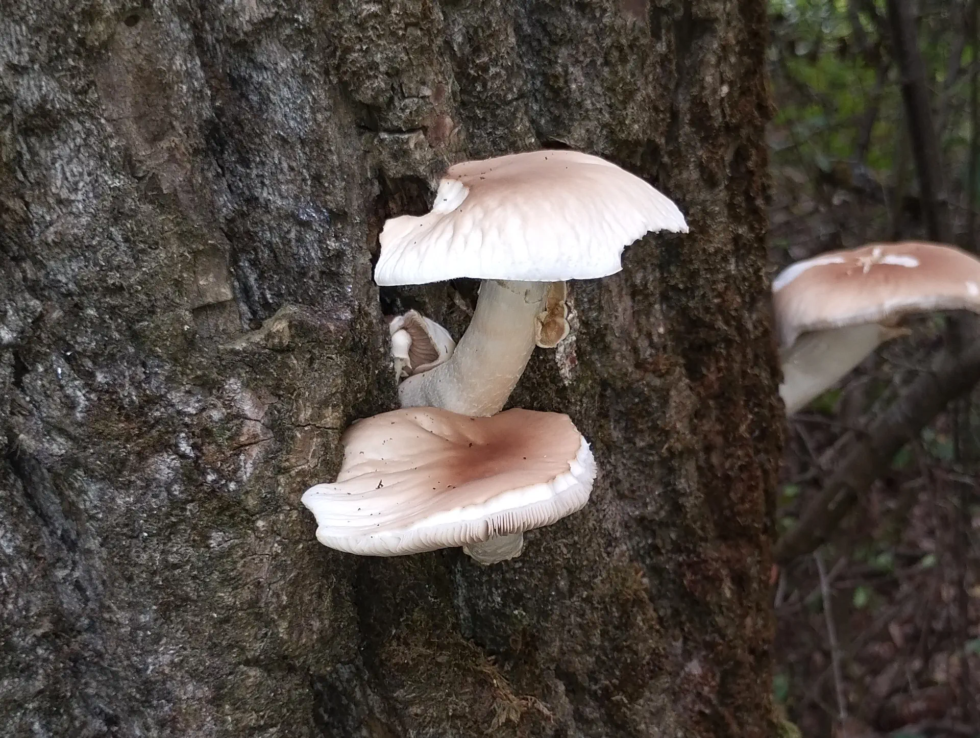 img/cyclocybe-cylindracea.webp