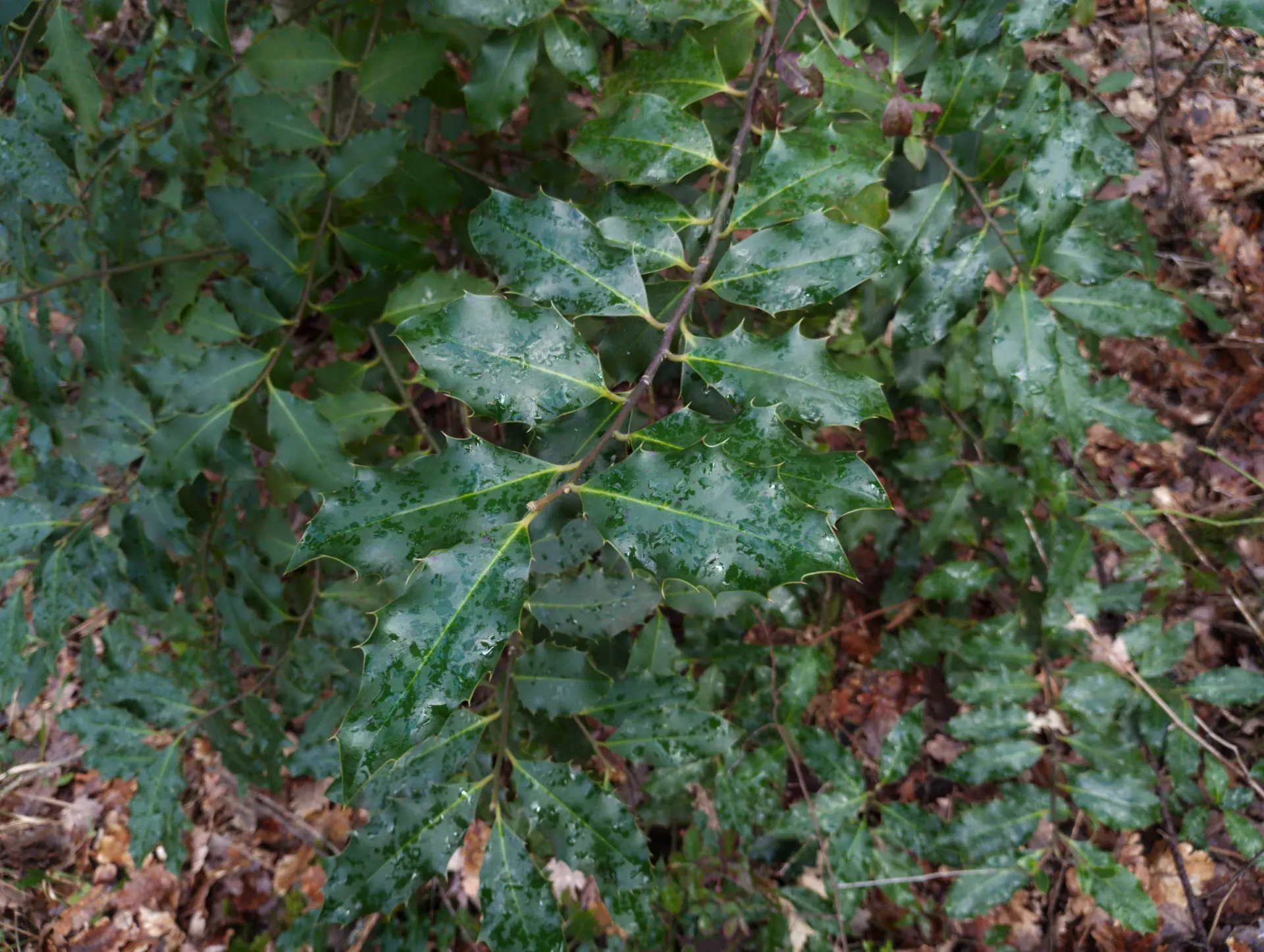 img/ilex-aquifolium.webp