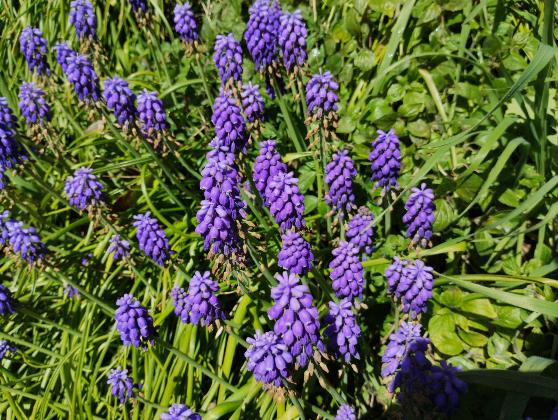 img/muscari-armeniacum-2.webp