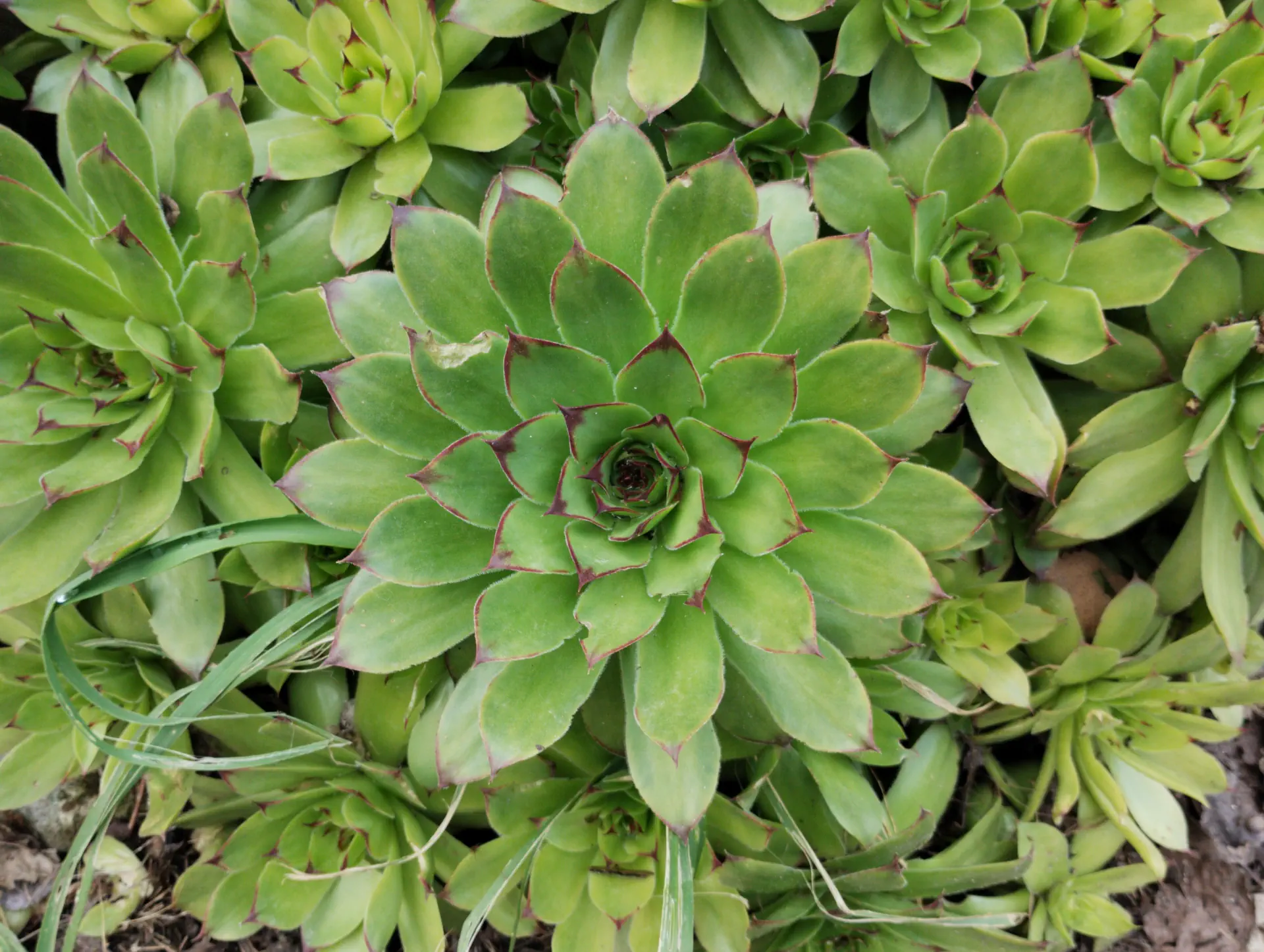 img/sempervivum-tectorum.webp