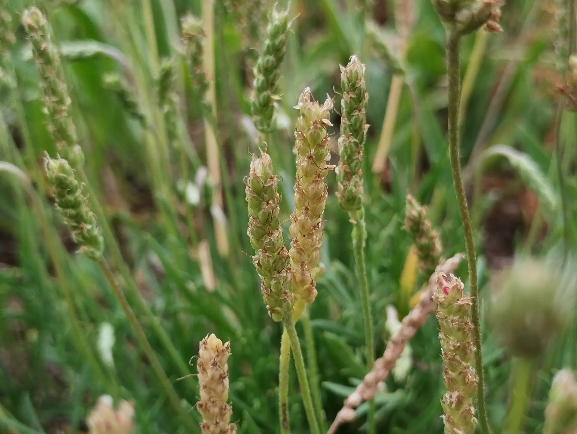 img/plantago-coronopus.webp