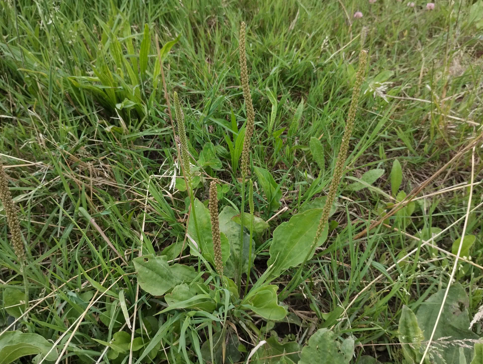 img/plantago-major-2.webp