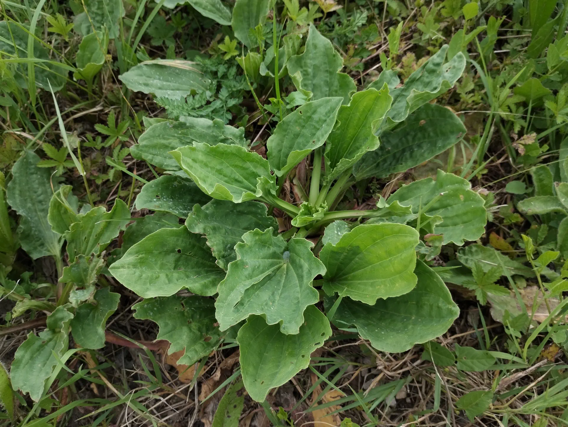 img/plantago-major-3.webp