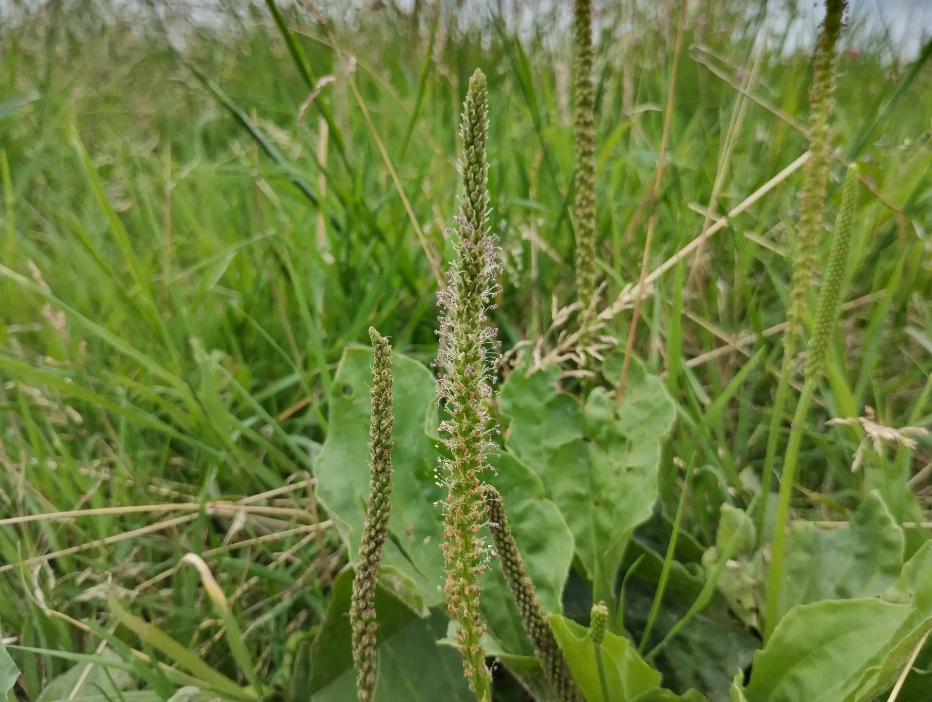 img/plantago-major.webp