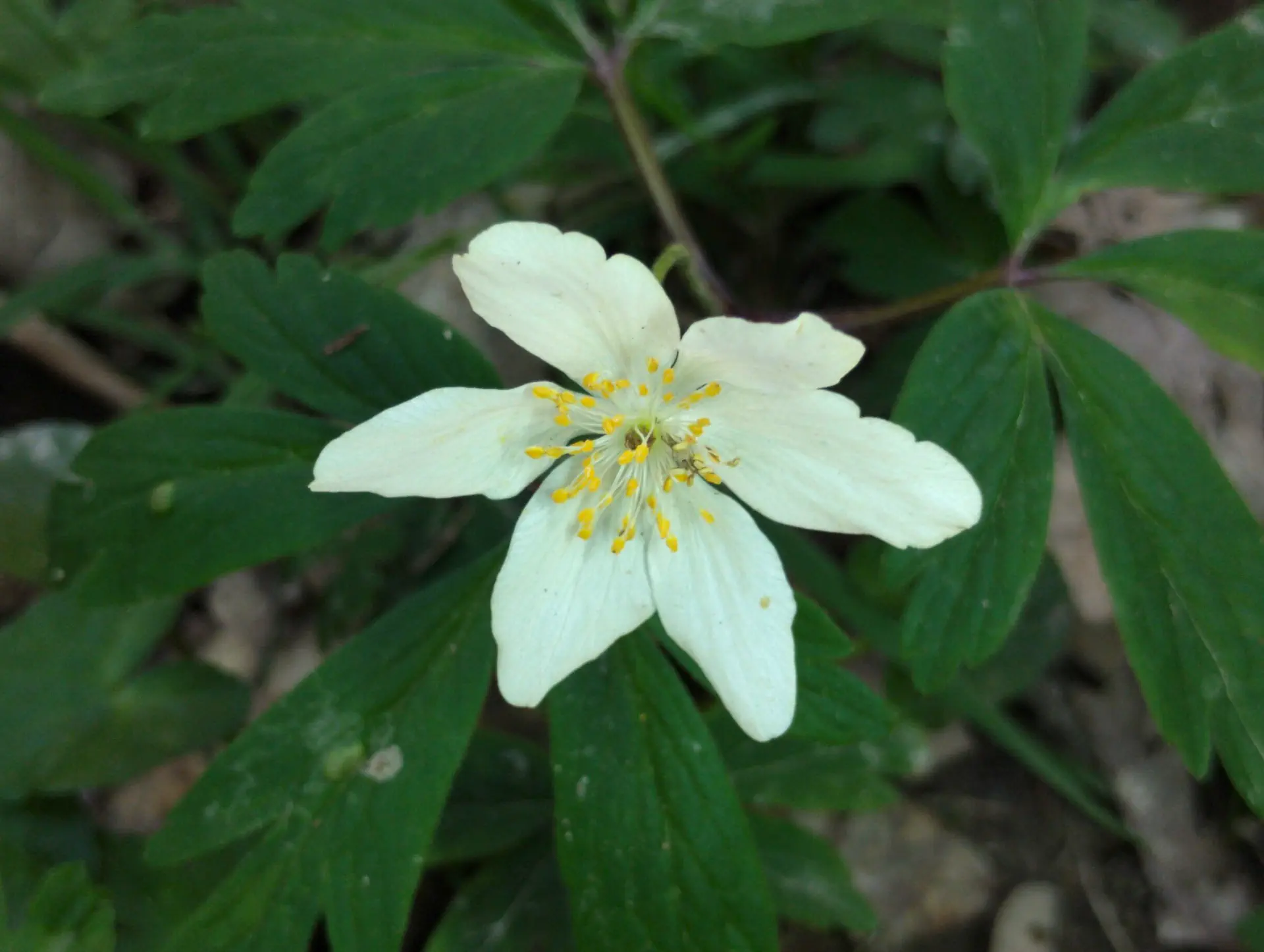 img/anemone-nemorosa-2.webp