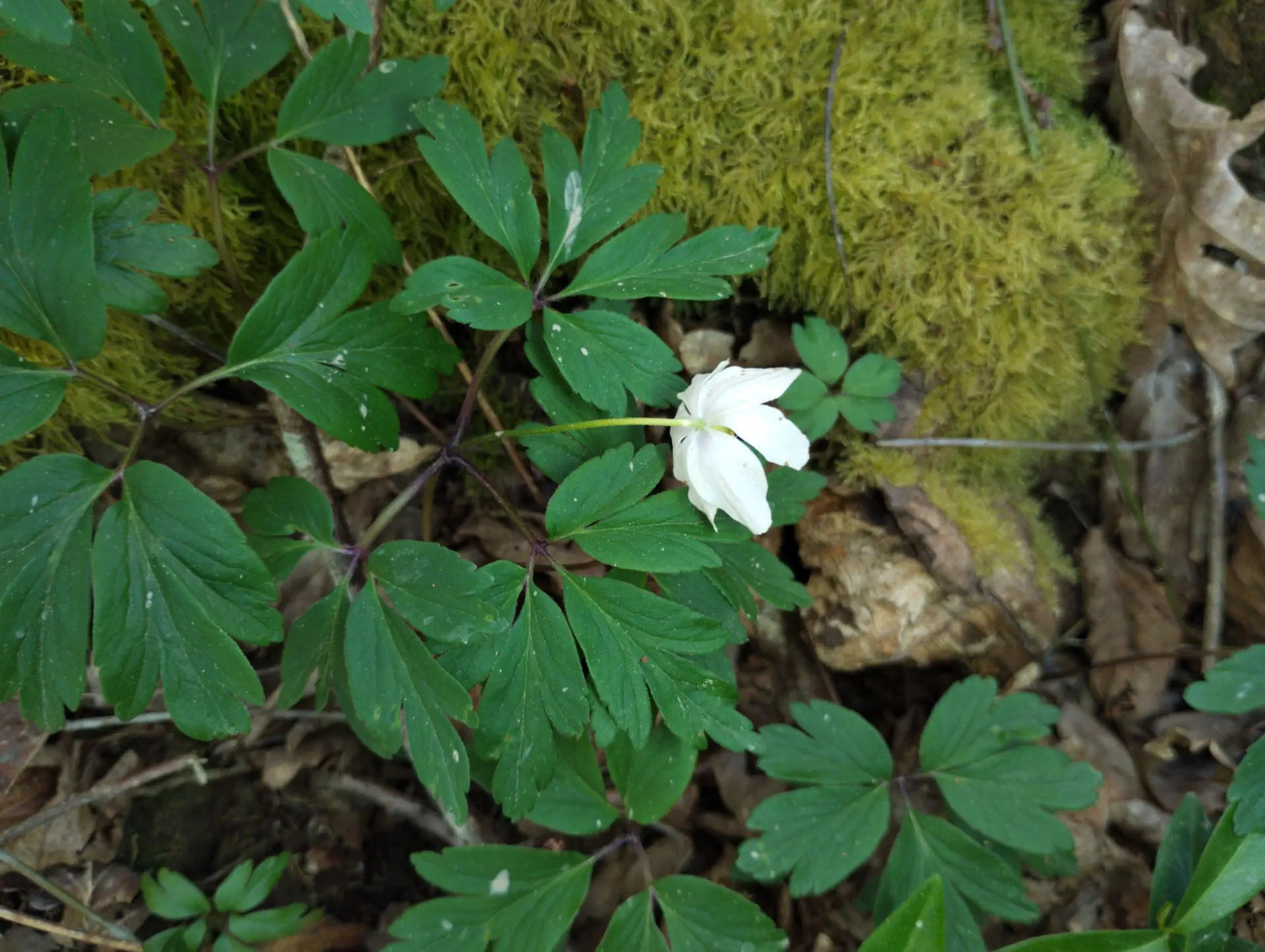 img/anemone-nemorosa-3.webp