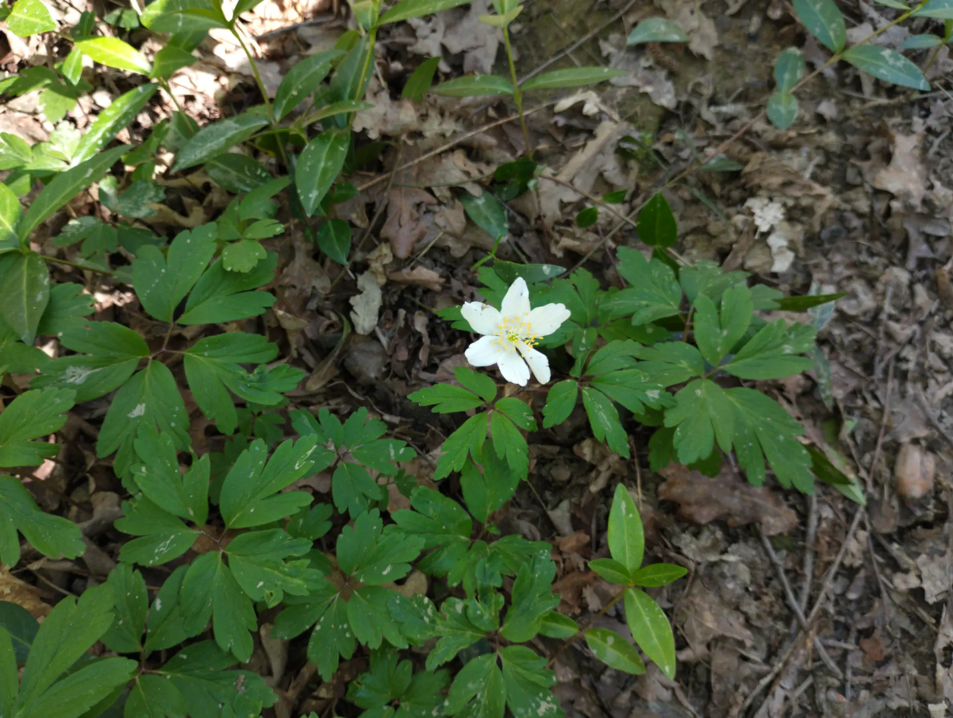 img/anemone-nemorosa-4.webp