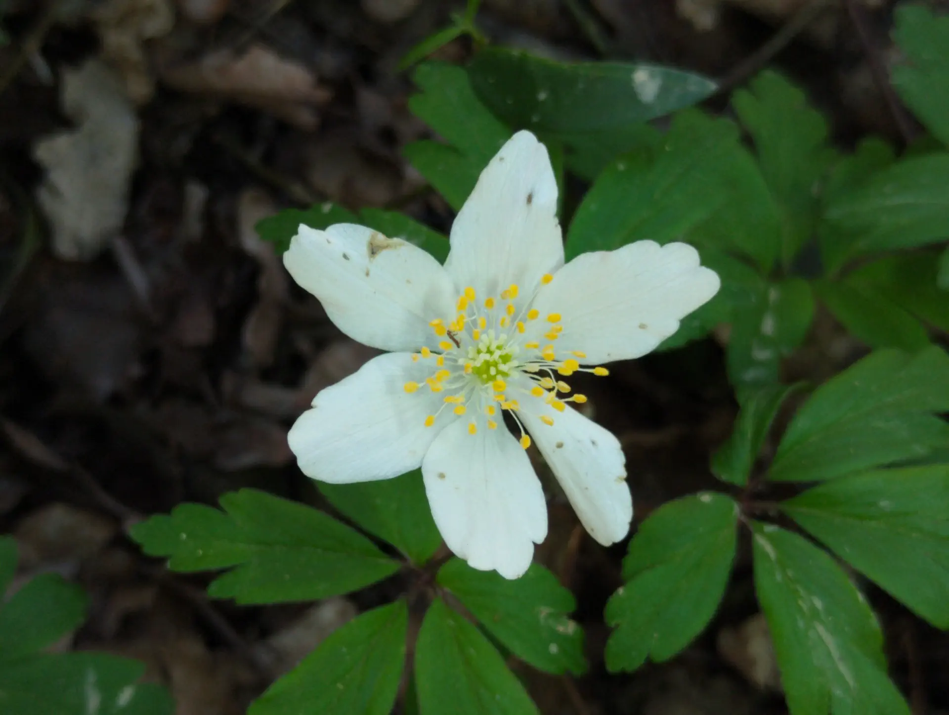 img/anemone-nemorosa.webp