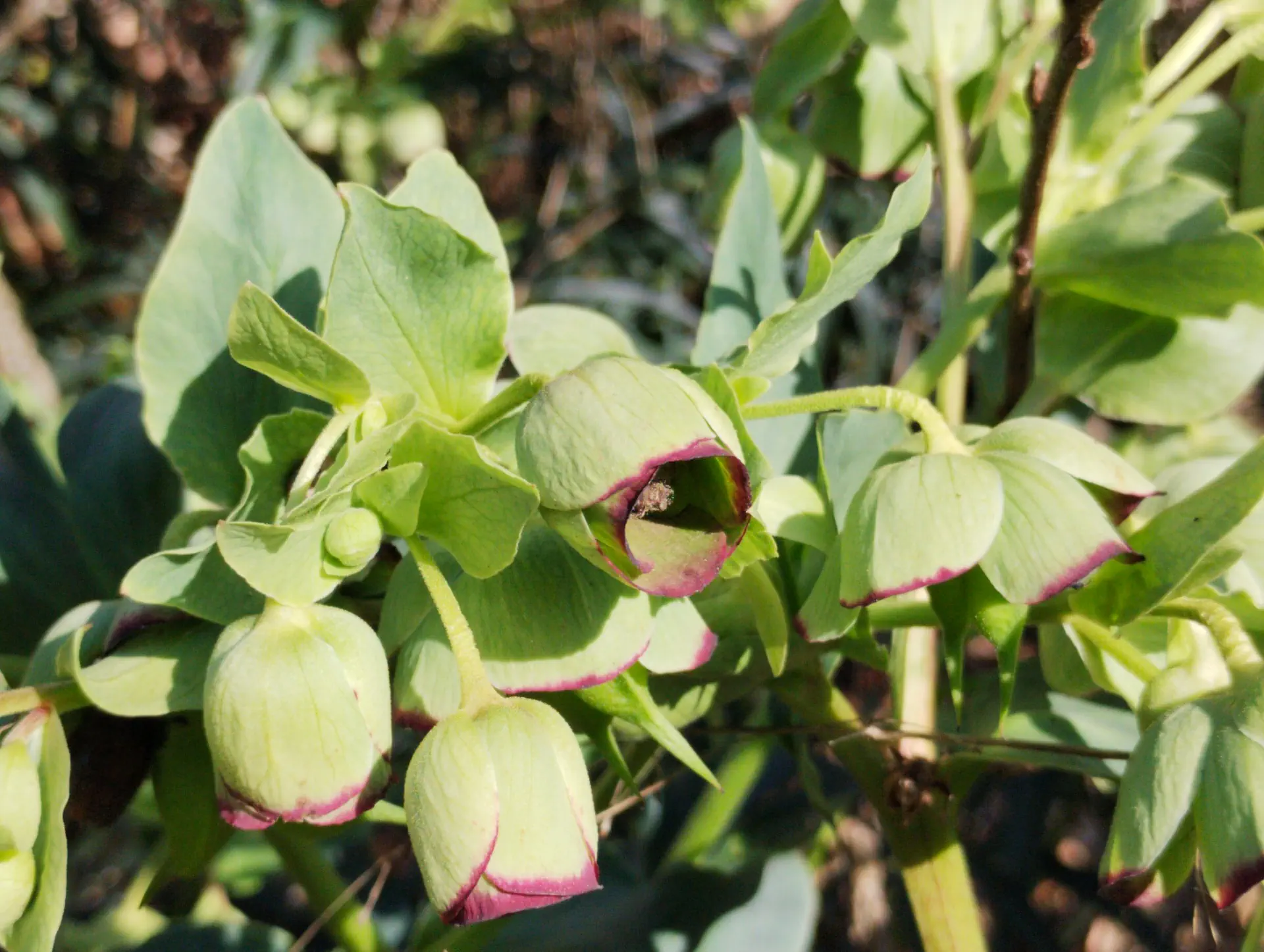 img/helleborus-foetidus.webp