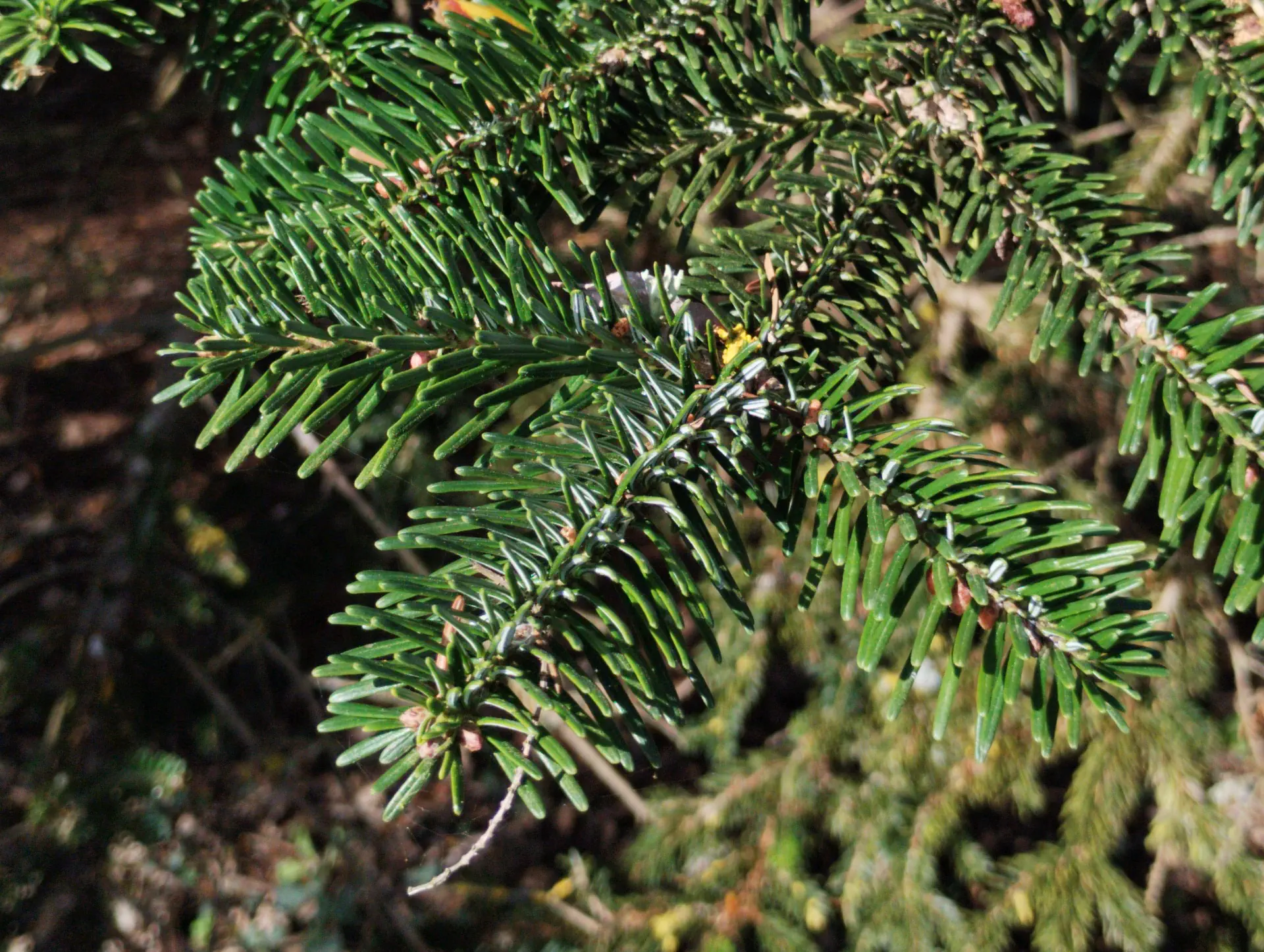 img/abies-nordmanniana.webp