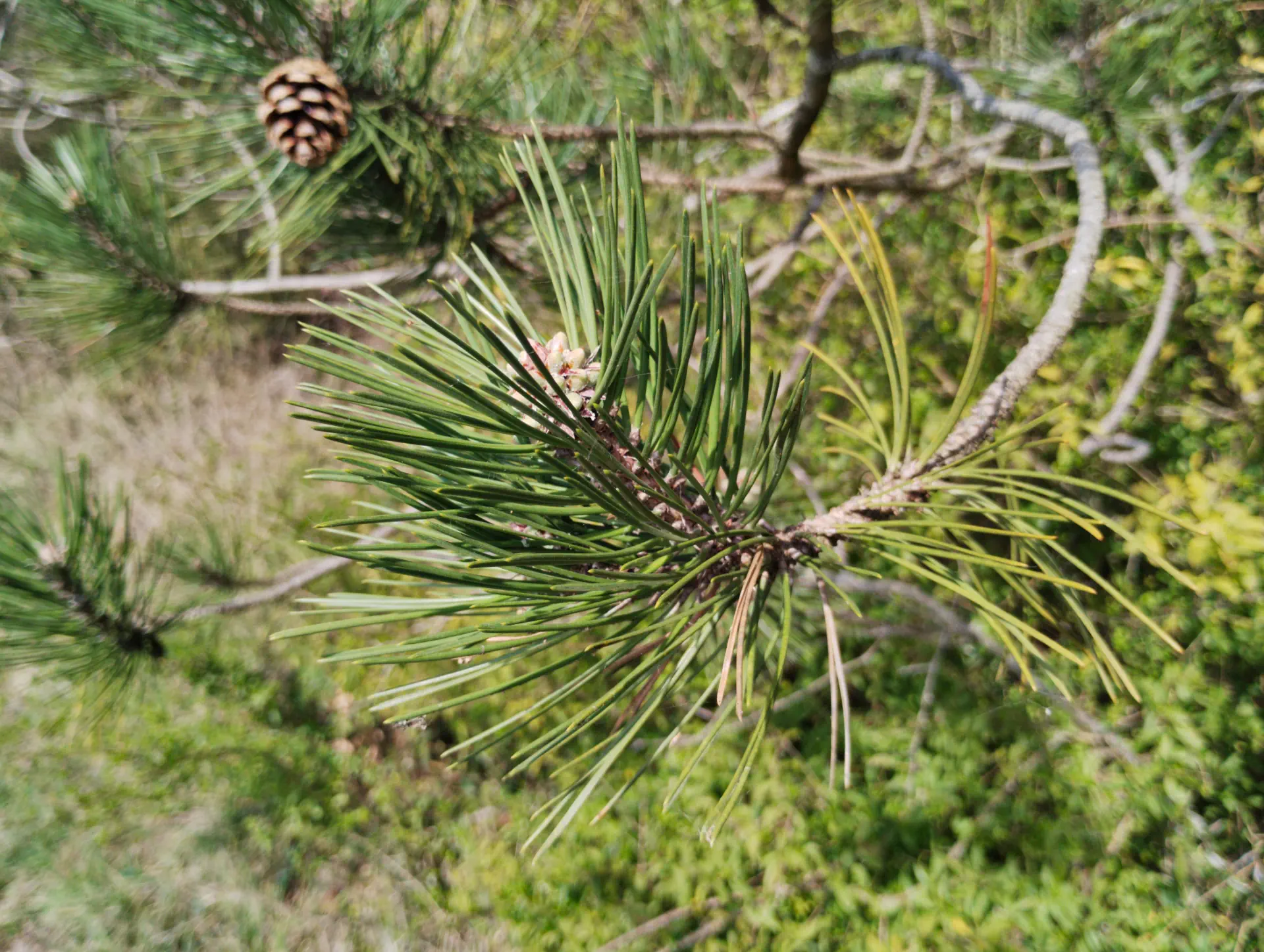 img/pinus-nigra.webp