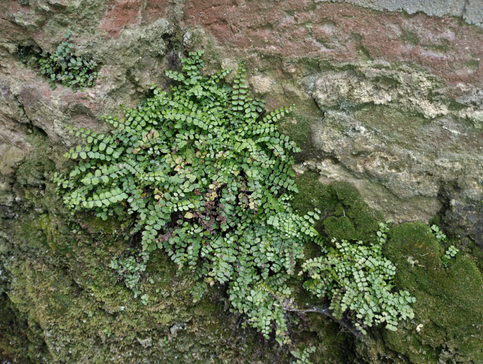 img/asplenium-trichomanes-15.webp