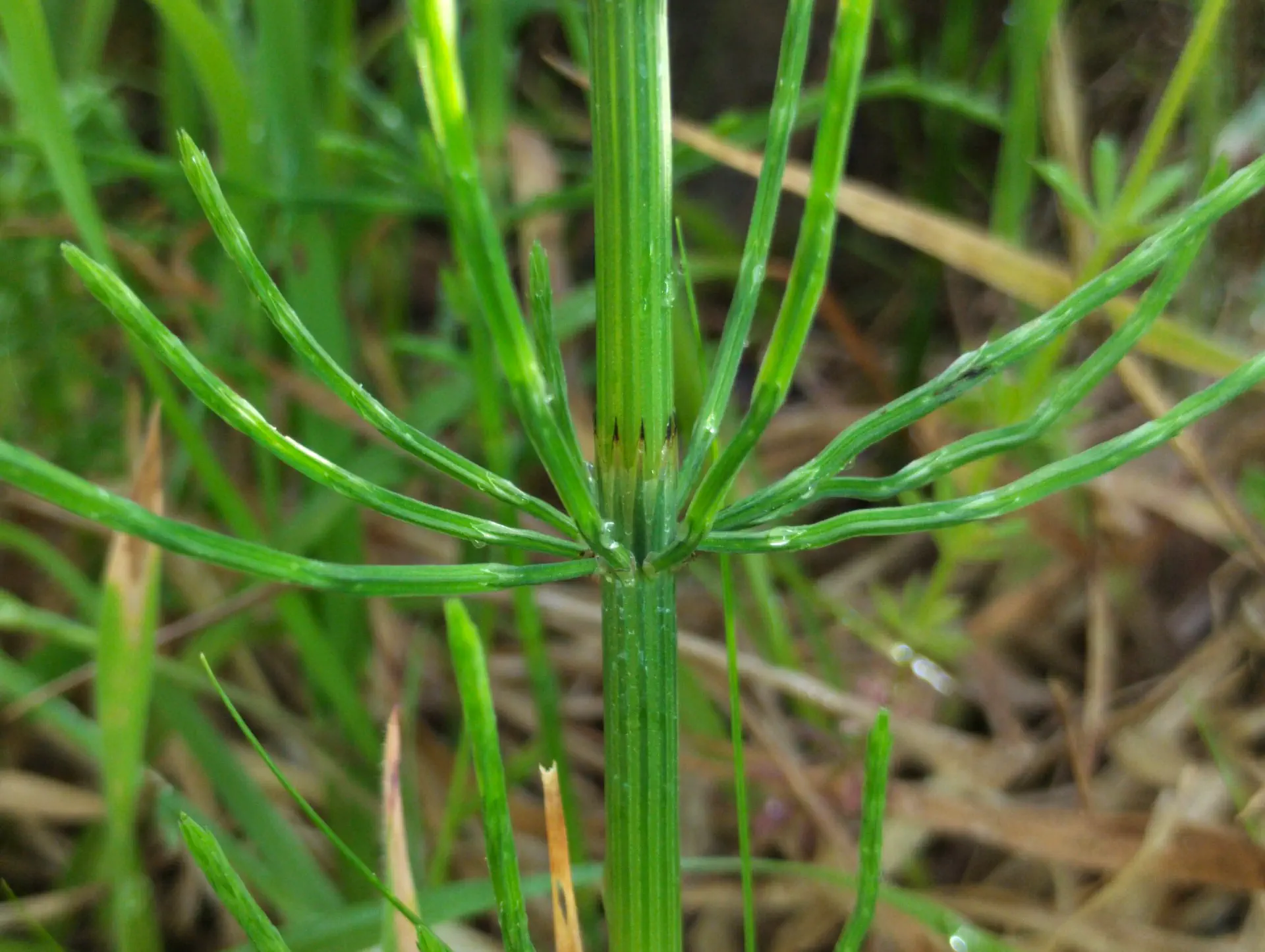 img/equisetum-arvense-6.webp