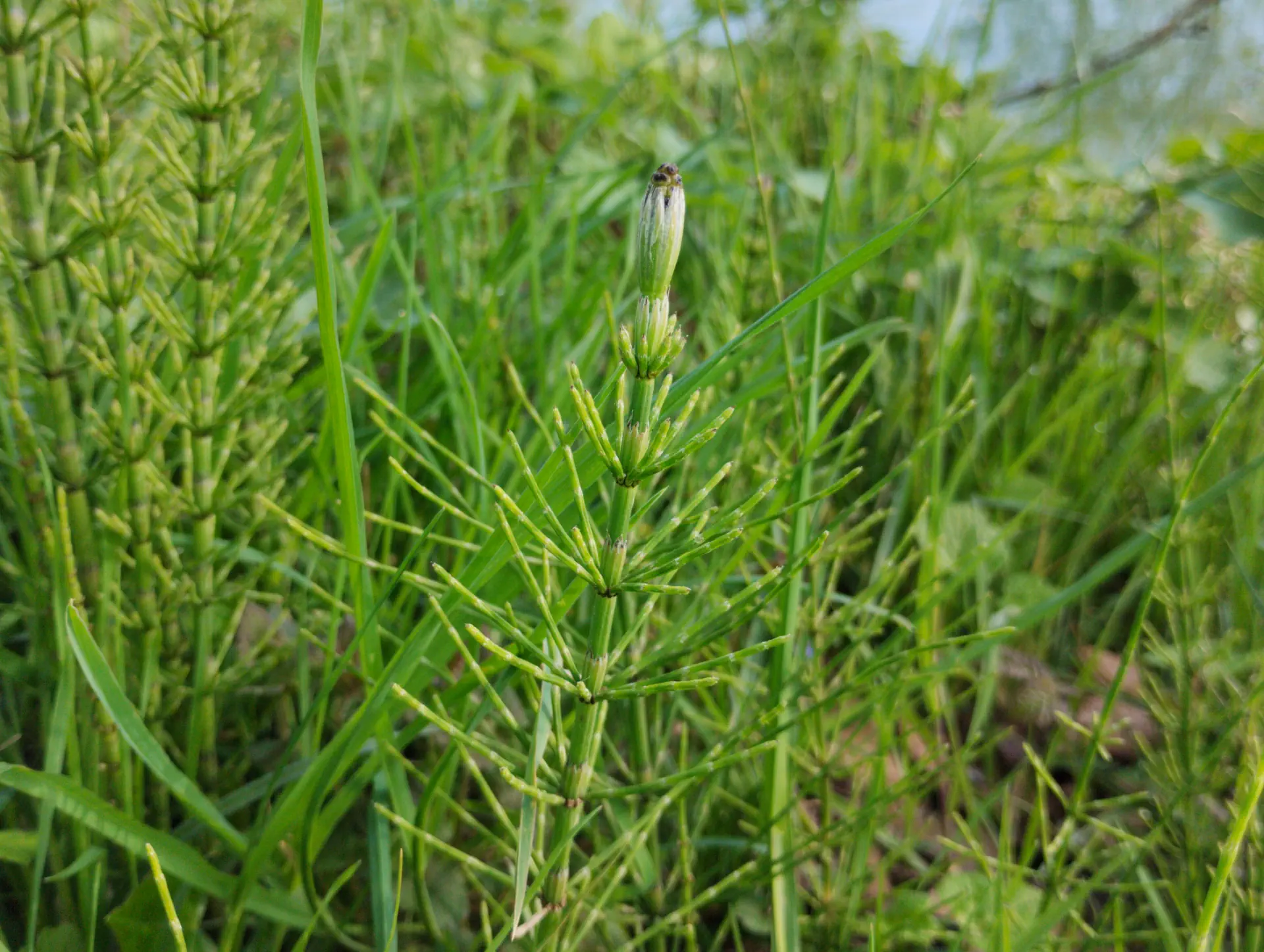 img/equisetum-palustre-2.webp