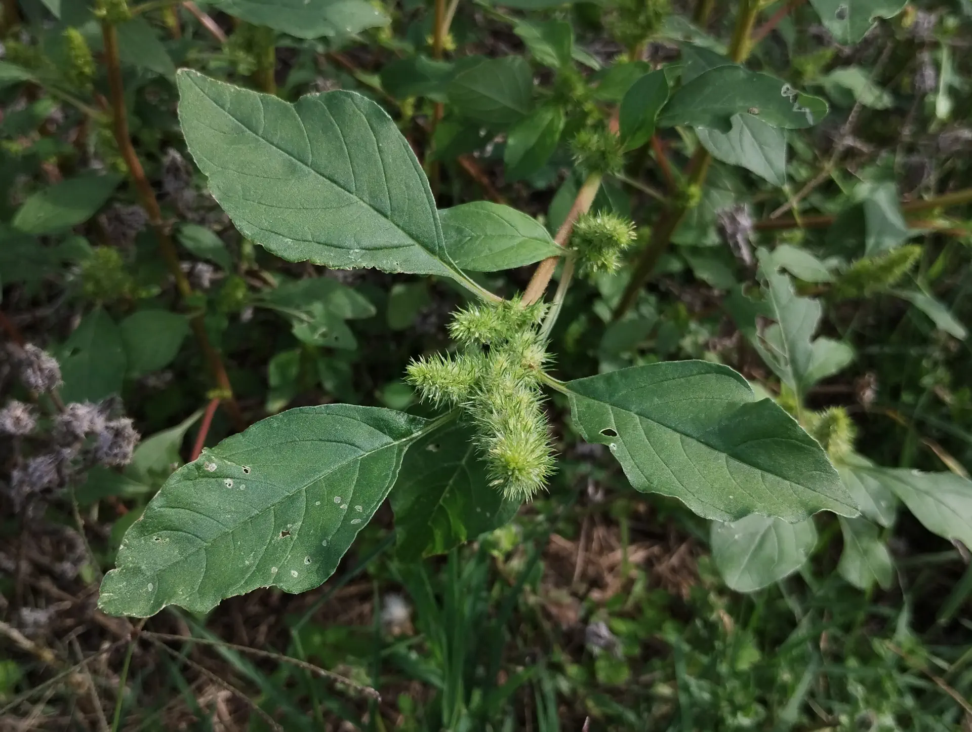 img/amaranthus-hybridus-2.webp