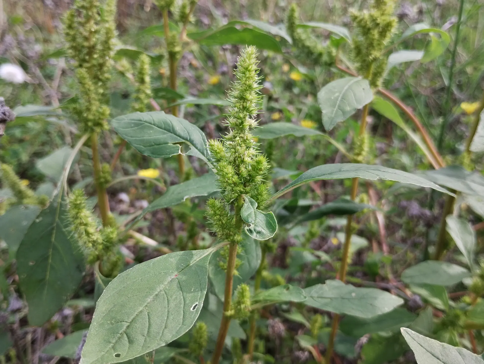 img/amaranthus-hybridus.webp