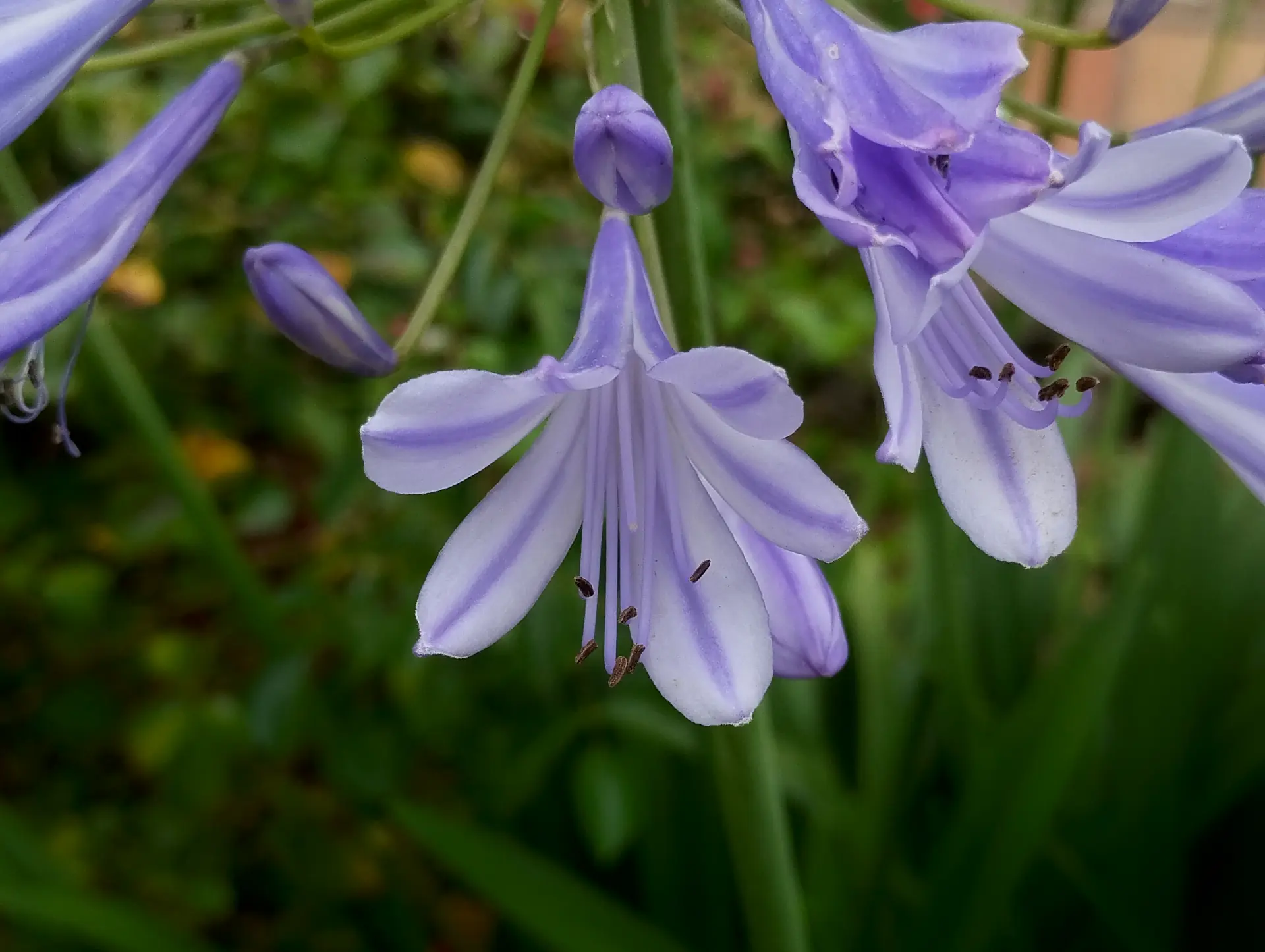 img/agapanthus-africanus-2.webp
