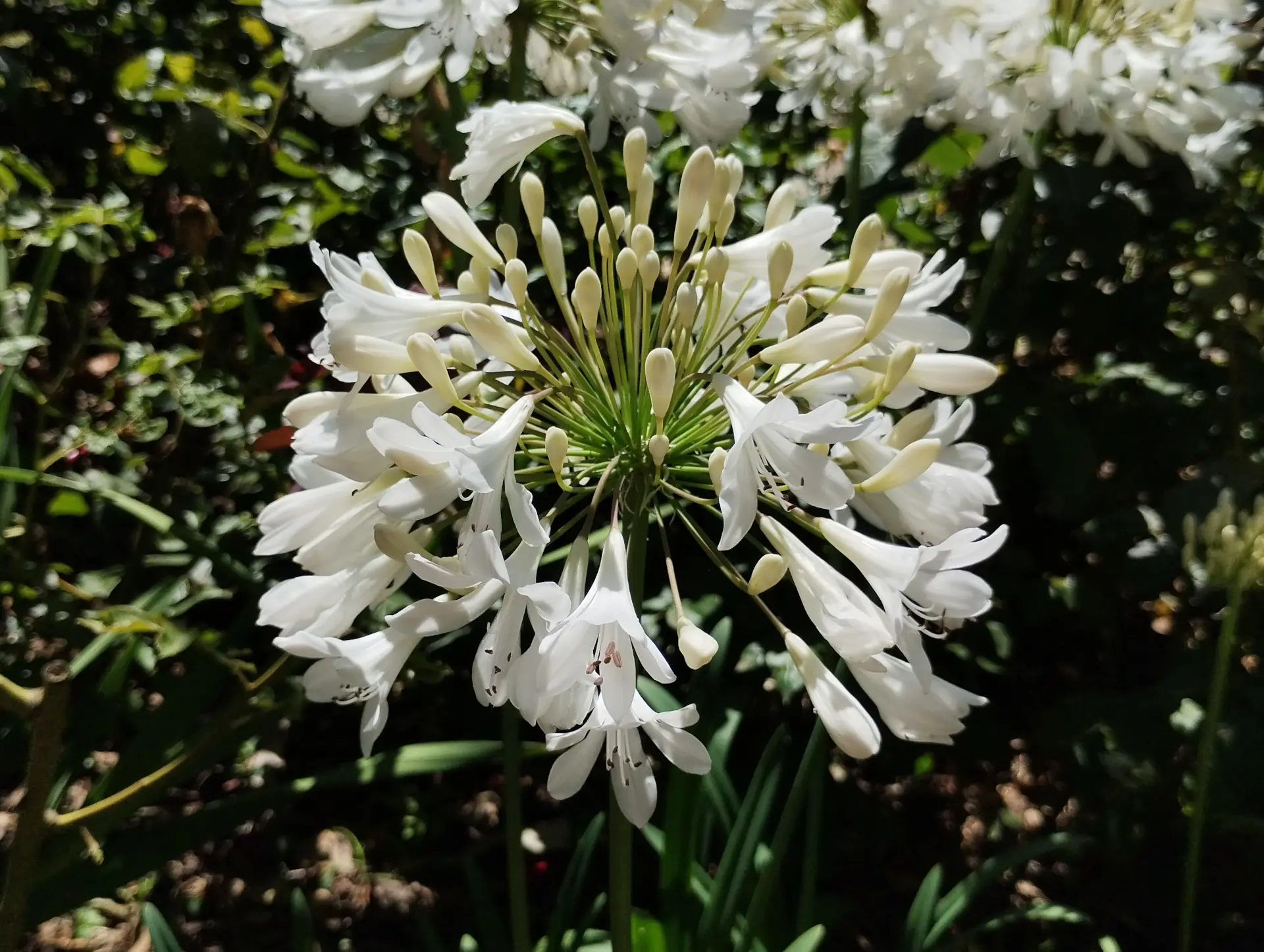img/agapanthus-africanus-3.webp