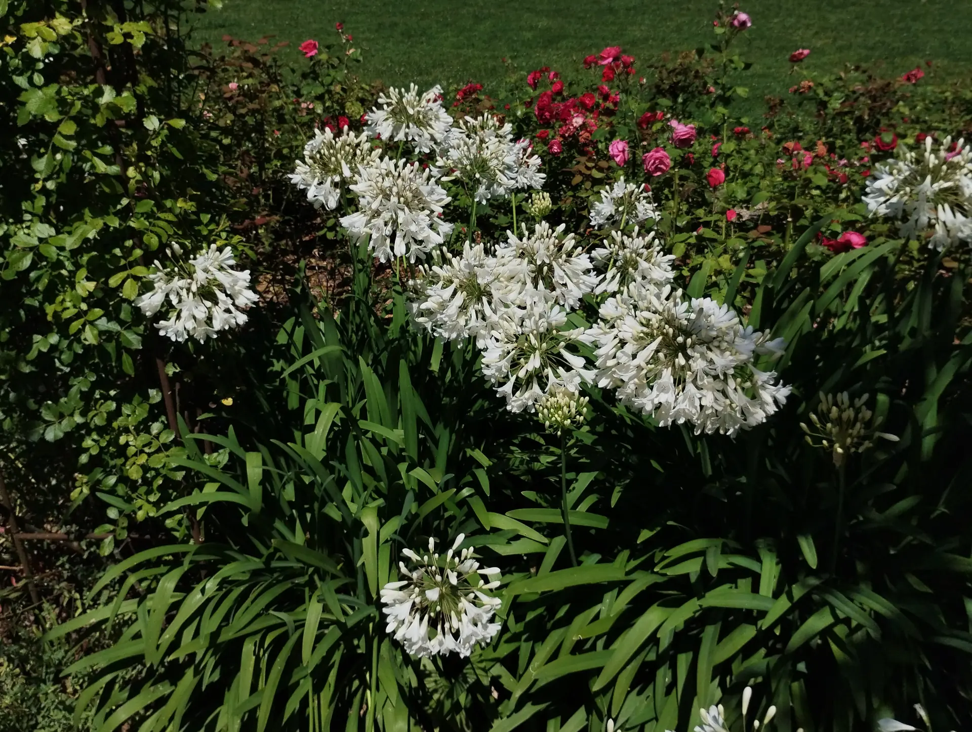 img/agapanthus-africanus-4.webp