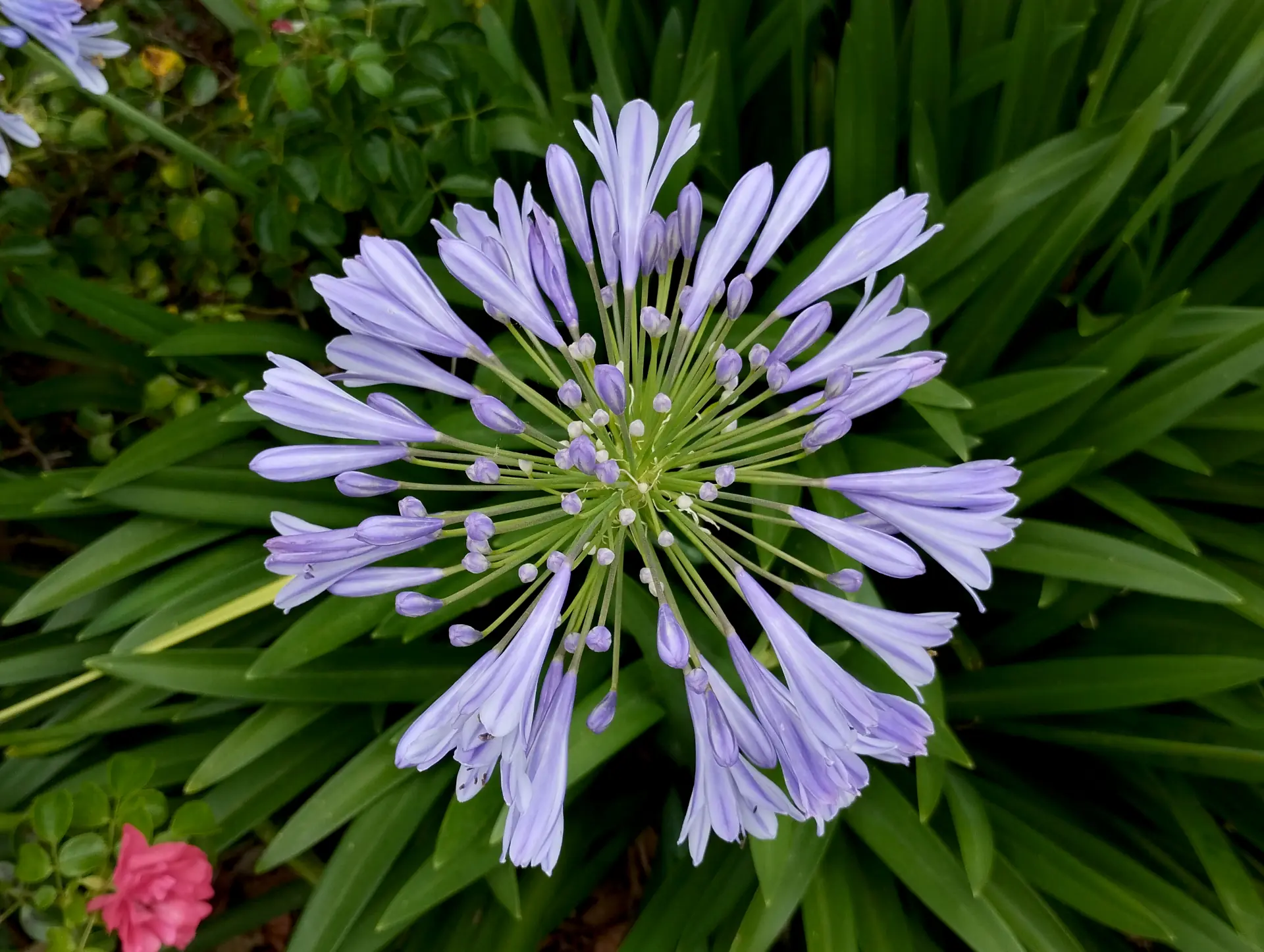 img/agapanthus-africanus.webp
