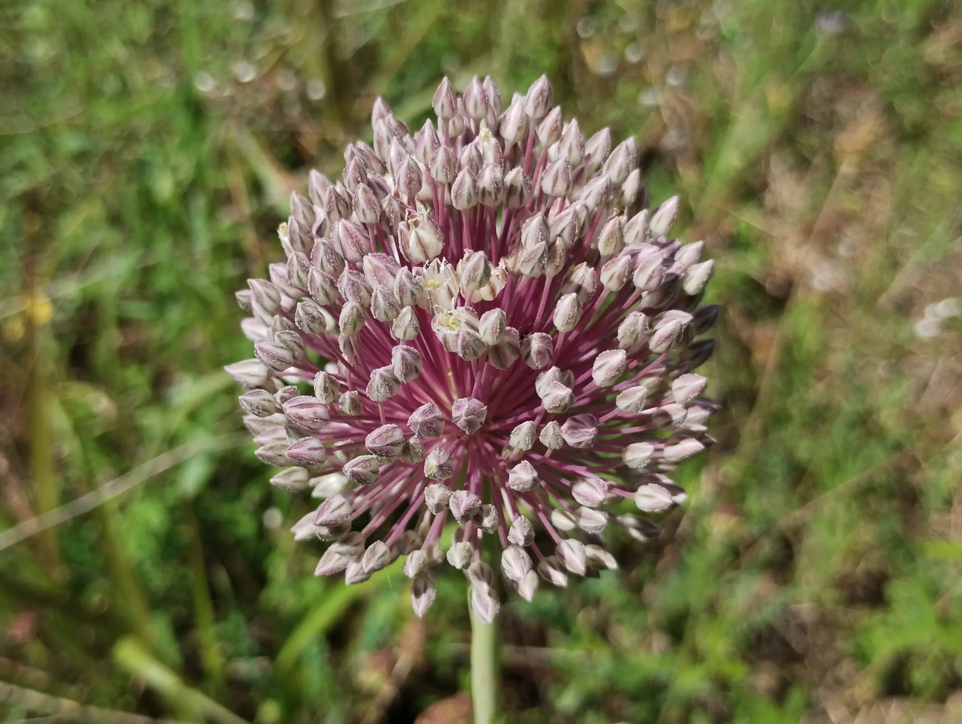 img/allium-ampeloprasum-3.webp